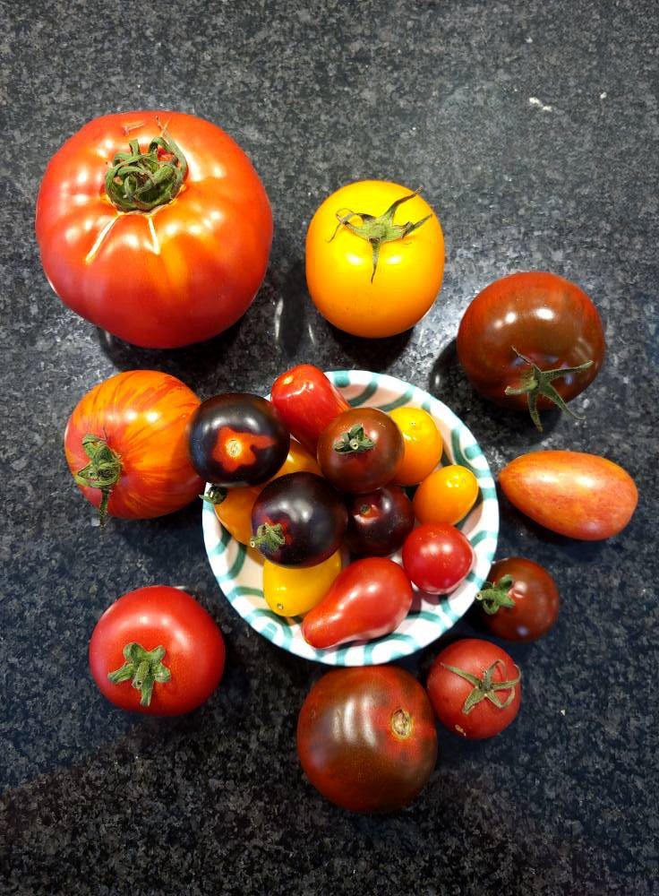 Verschiedene Sorten von Tomaten auf einem schwarzen Küchenarbeitsplatte, einige in einer kleinen Schüssel, andere daneben platziert.