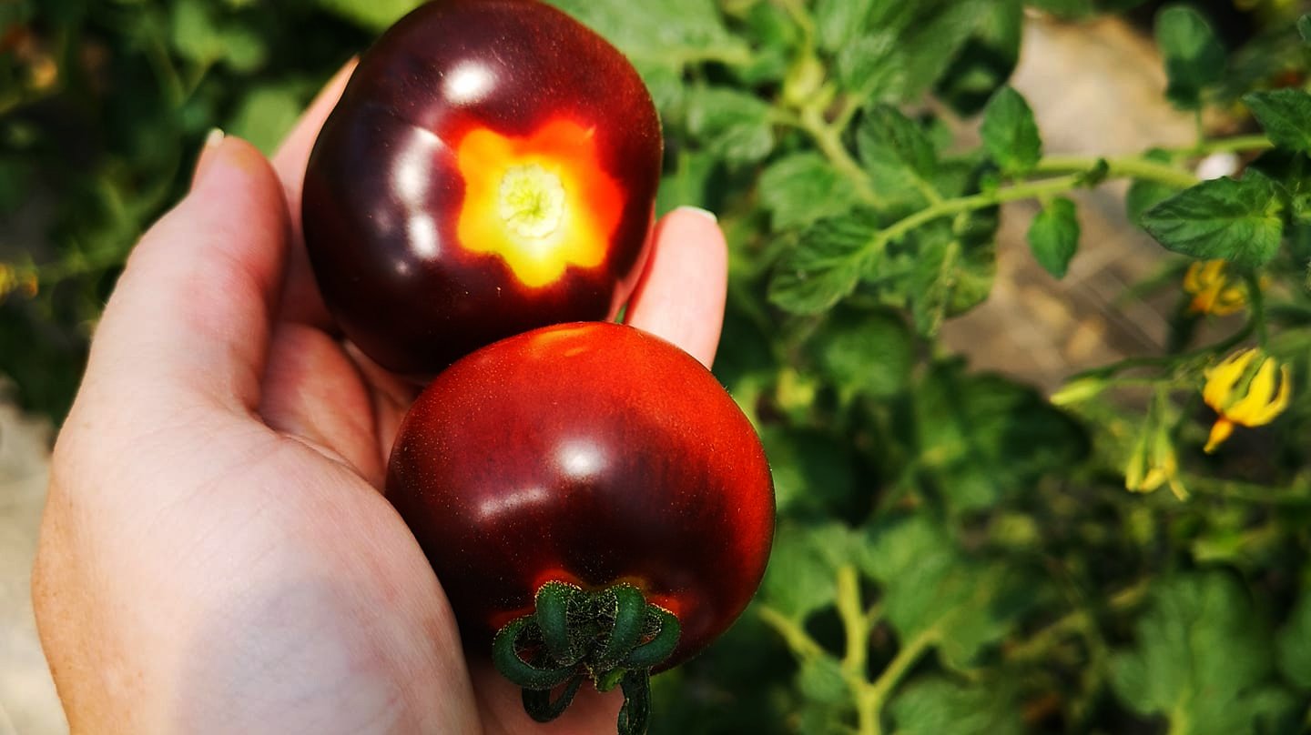 Hand hält zwei reife, dunkle Tomaten im Garten, grüne Blätter im Hintergrund.