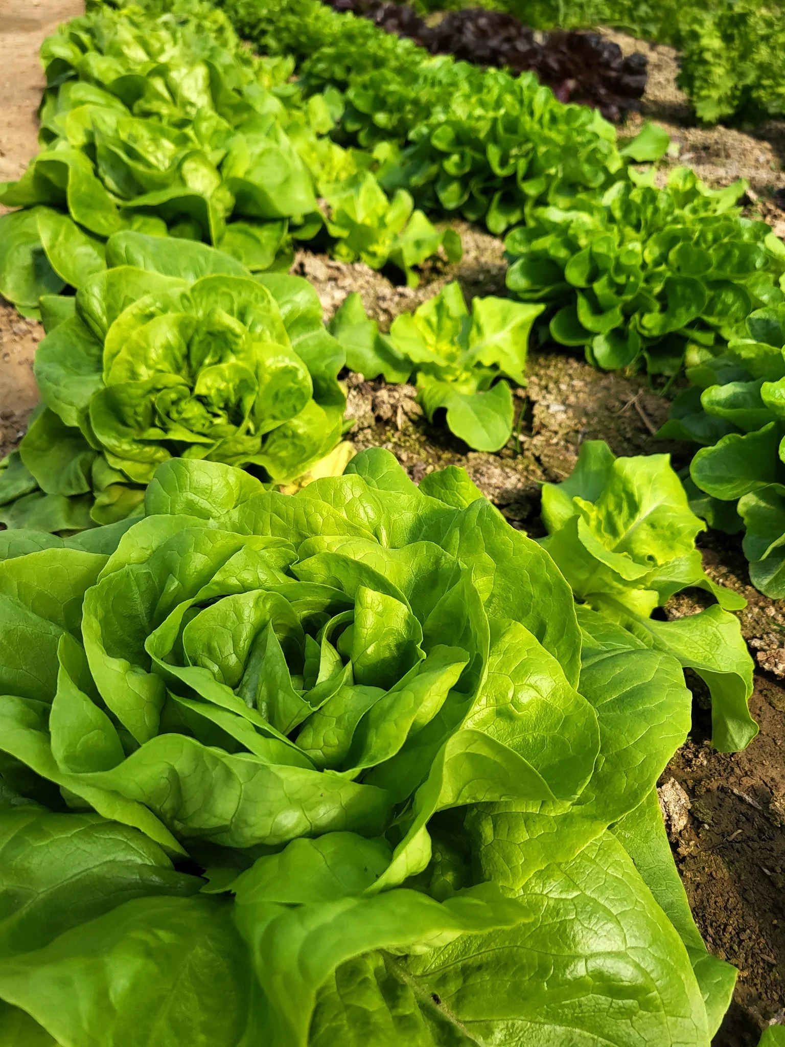Different Arten von Salatpflanzen, grün und dunkelgrün, wachsen in einer Gartenbeet.