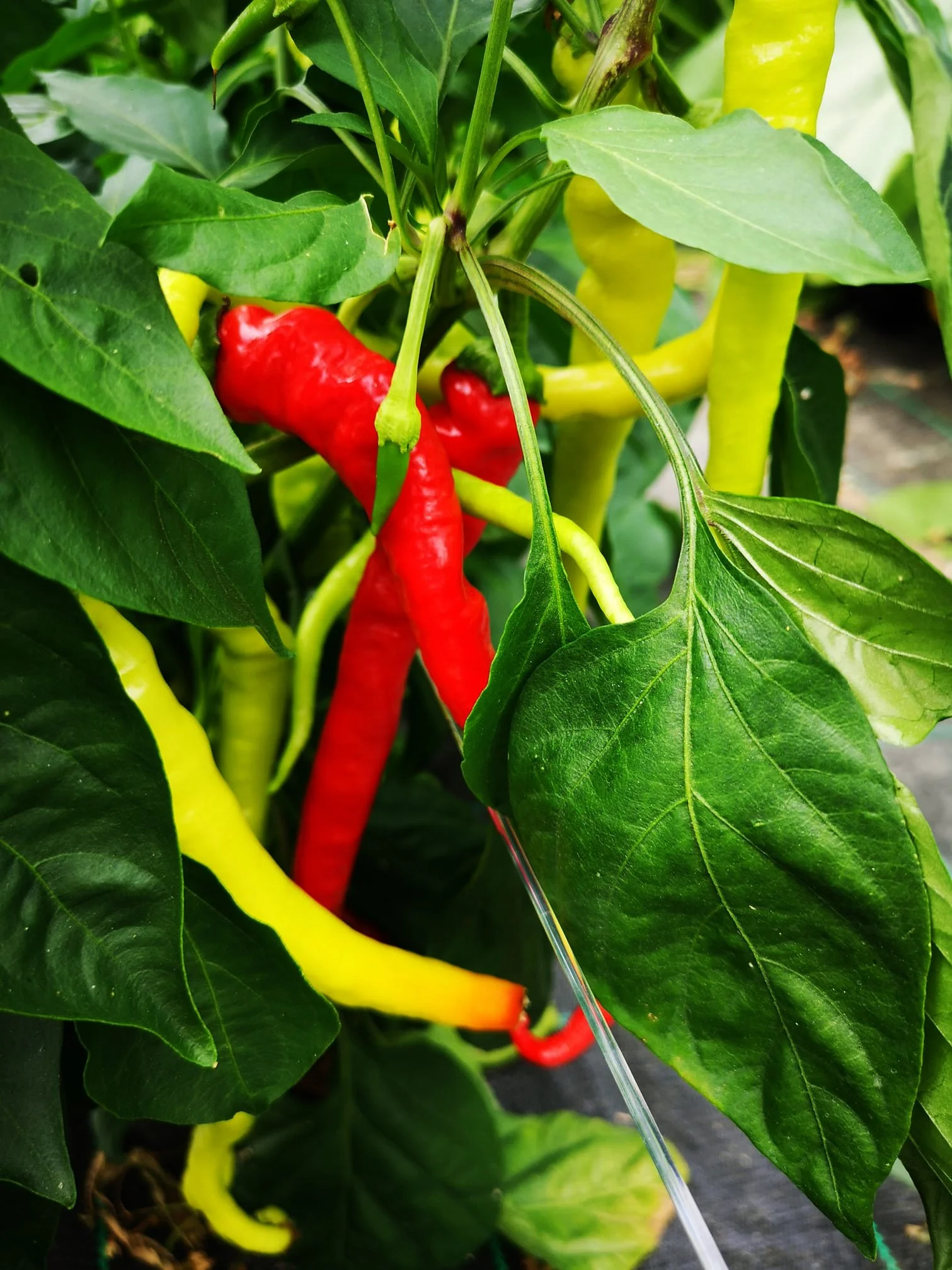 Rote und gelbe Paprika an einem Pflanze, umgeben von grünen Blättern.