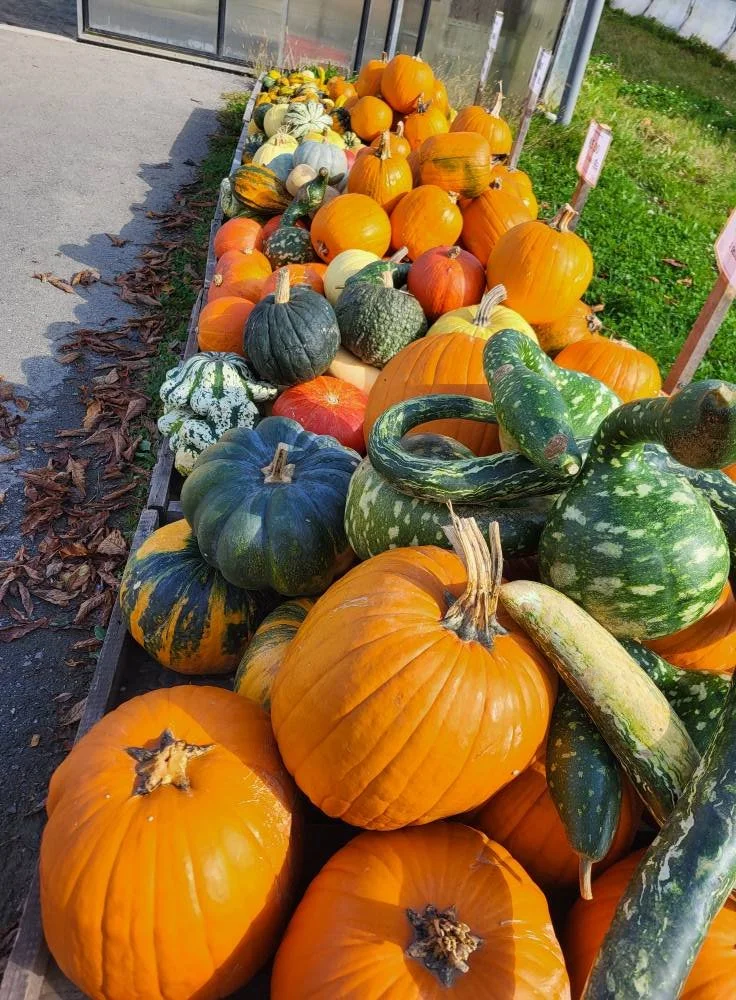 Verschiedene Kürbisse und Zucchini auf einem Verkaufsregal im Freien.
