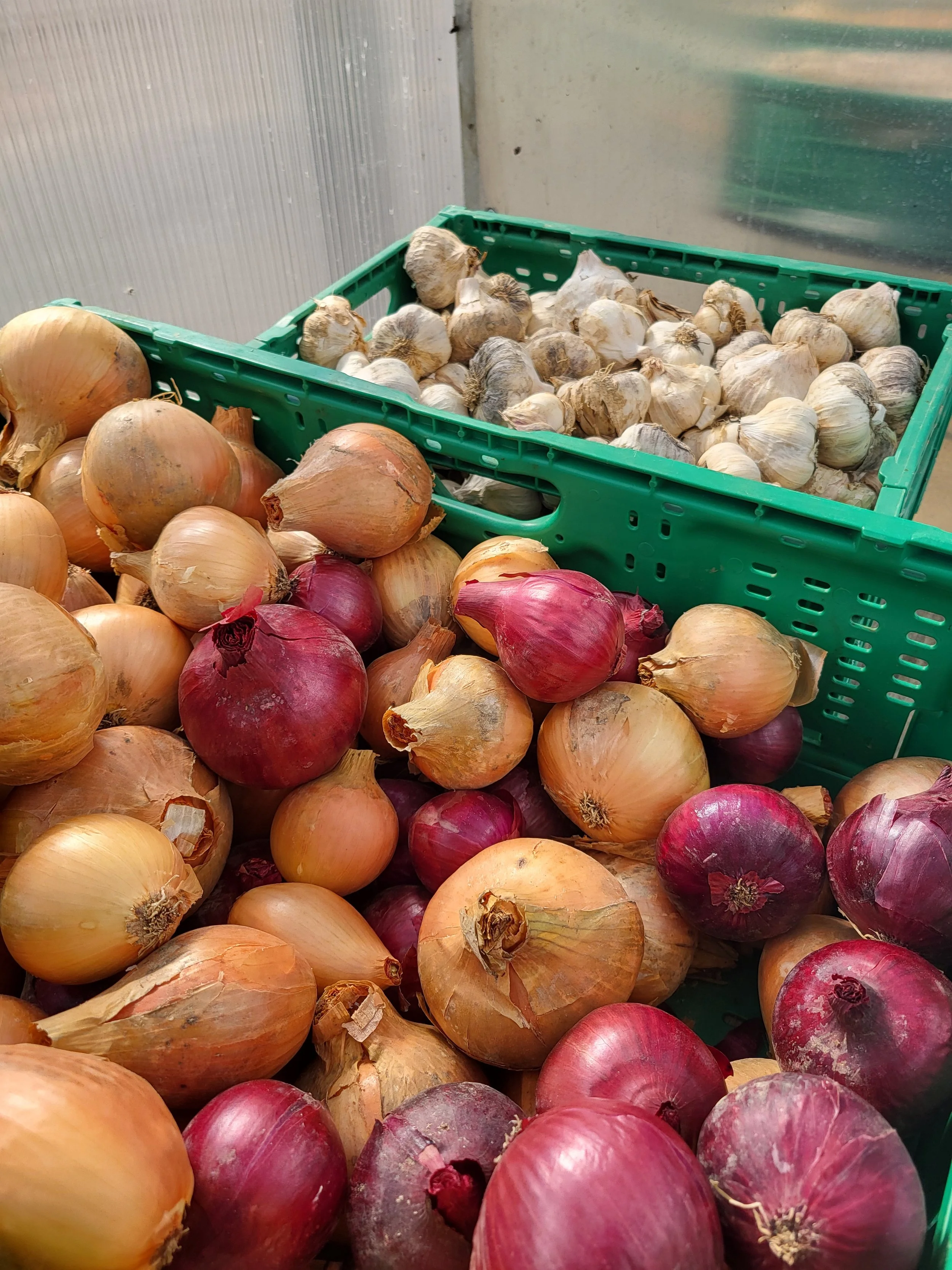 Verschiedene Zwiebeln und Knoblauch in einer grünen Kiste