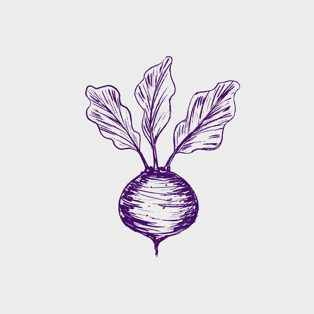Handgezeichnete Illustration einer Rübe mit großen Blättern in Violett auf hellem Hintergrund.