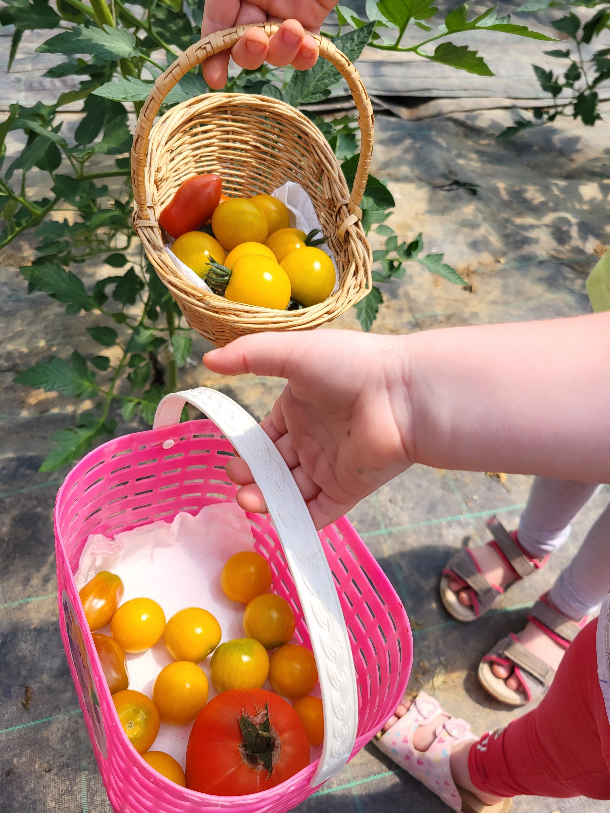Eine Hand hält einen kleinen Korb mit reifen gelben Tomaten und einer roten Tomate. Im Hintergrund ist eine pinke Einkaufskorb mit weiteren gelben Tomaten und einer roten Tomate zu sehen. Es befinden sich auch Kinderfüße in Sandalen zu sehen.