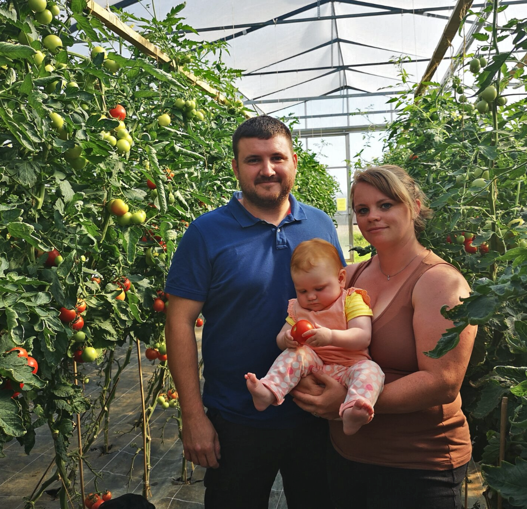 Familie mit Kind im Gewächshaus, das Tomaten pflückt.