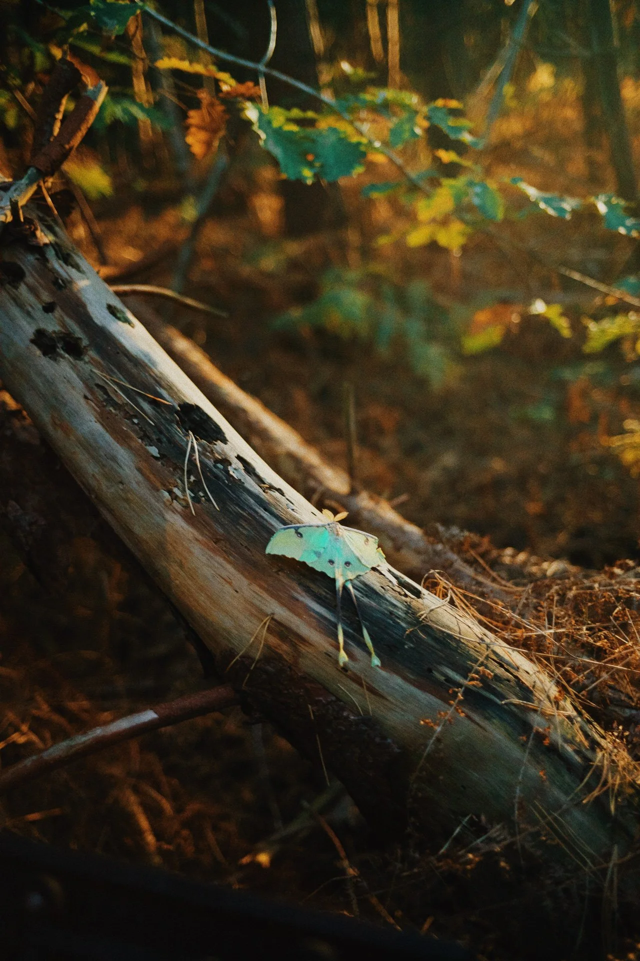 A green luna moth resting on a fallen tree branch in a forest with warm sunlight filtering through the leaves.