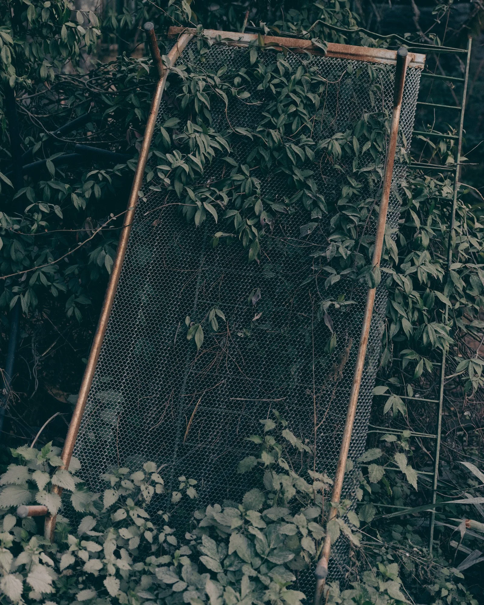 Struttura di sostegno di una rete contro gli uccelli circondata da piante e foglie.