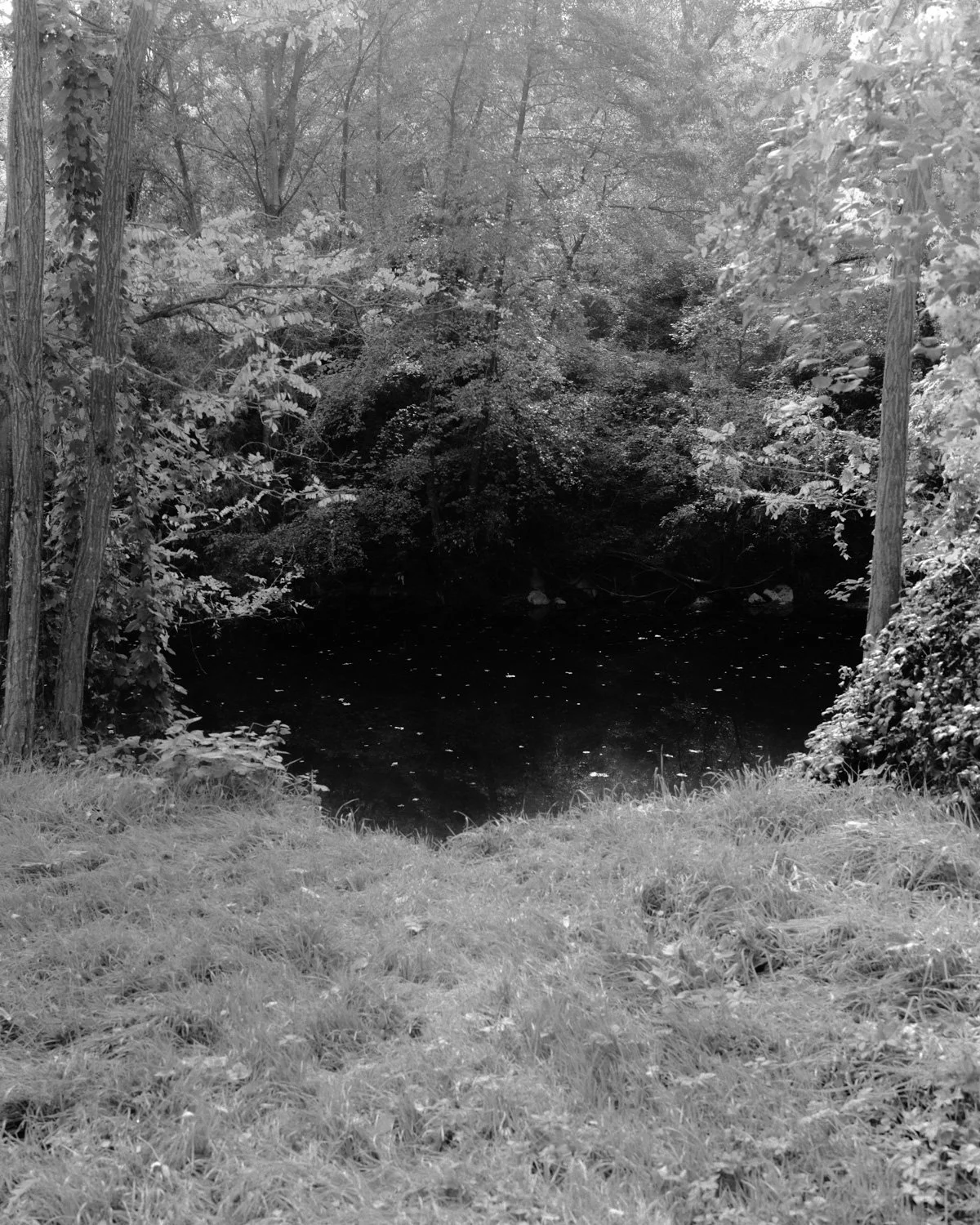 Scena naturale in bianco e nero con alberi e un corpo d'acqua, probabilmente un lago o un fiume, circondato da vegetazione.