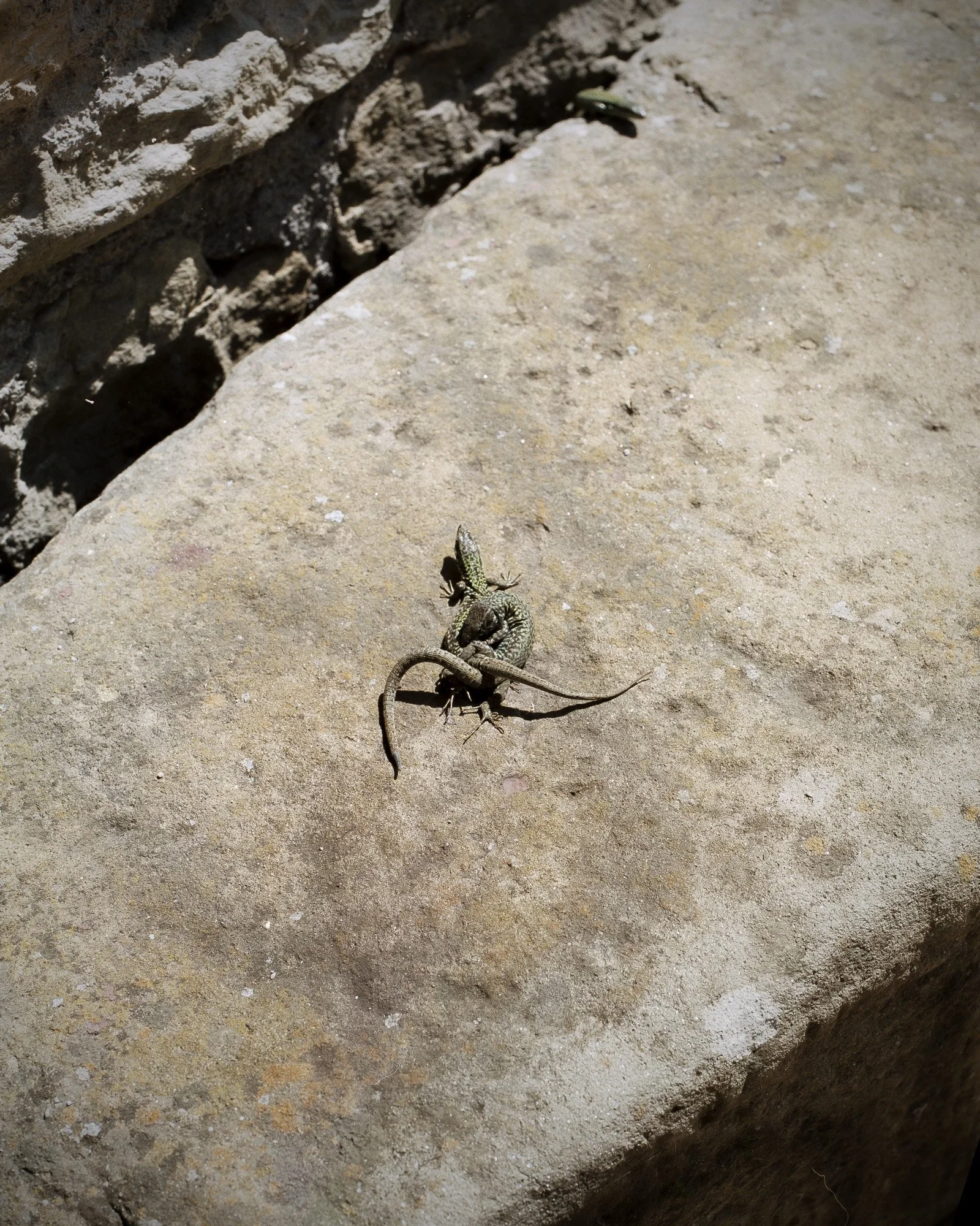 Due lucertole che si arrampicano su una pietra al sole.