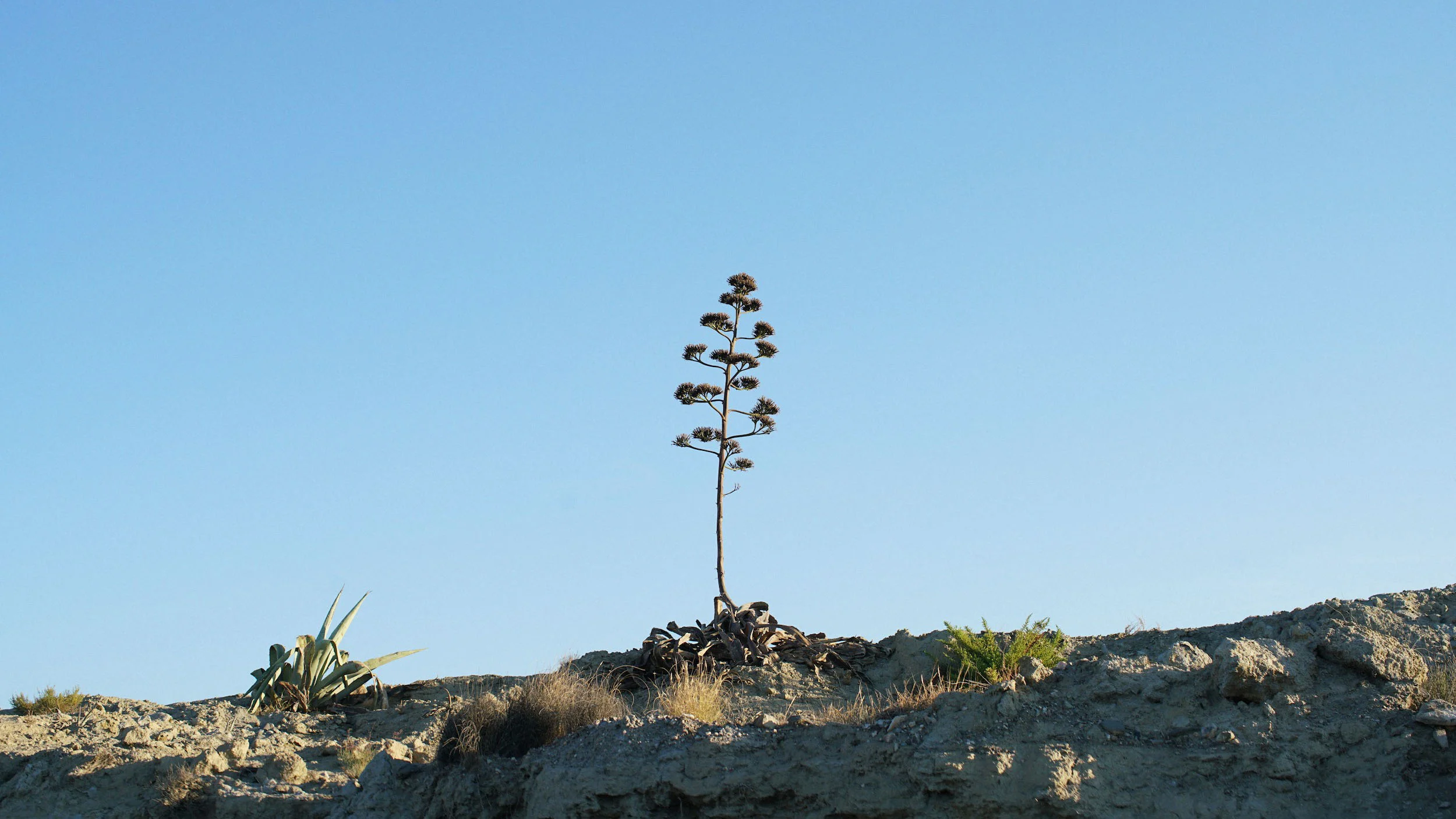 A lone tall plant with a distinctive stalk and umbrella-like top stands on a rocky, dry terrain against a clear blue sky.