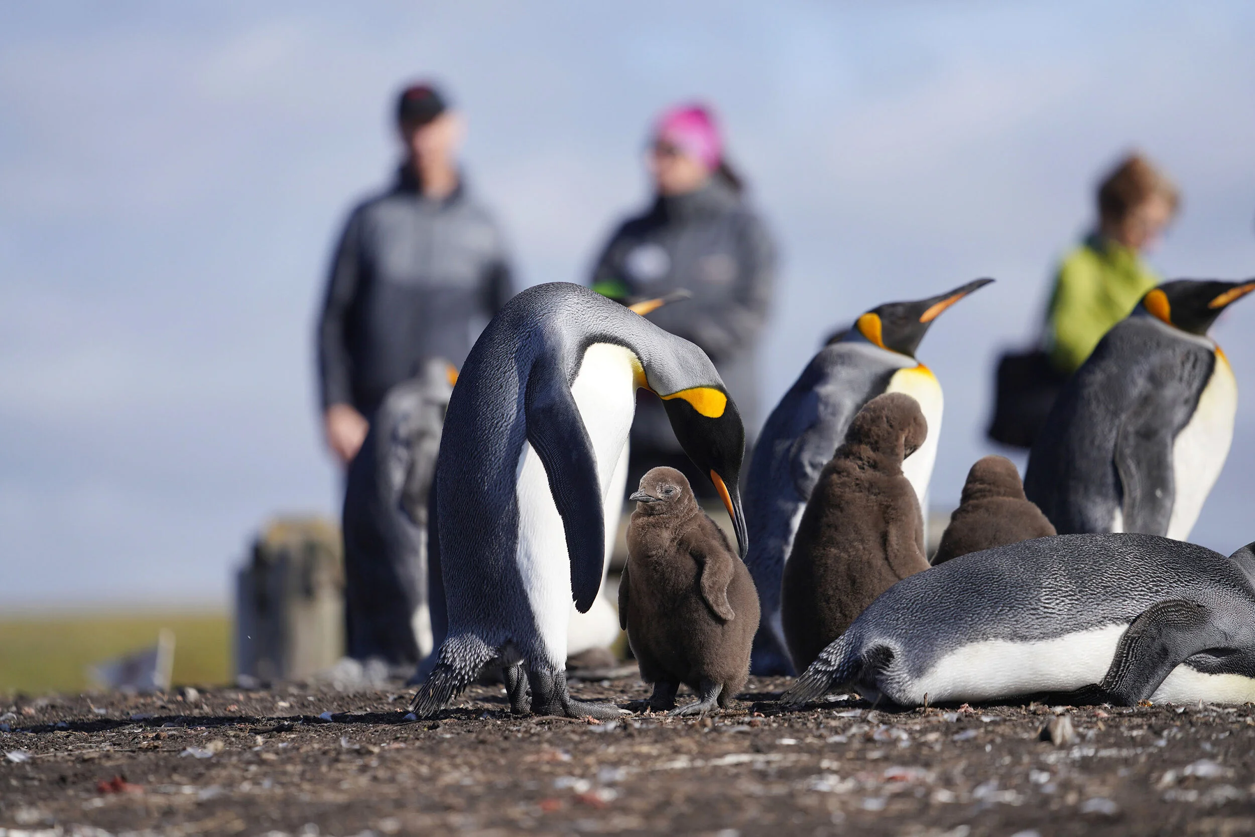 Falklands8.jpg