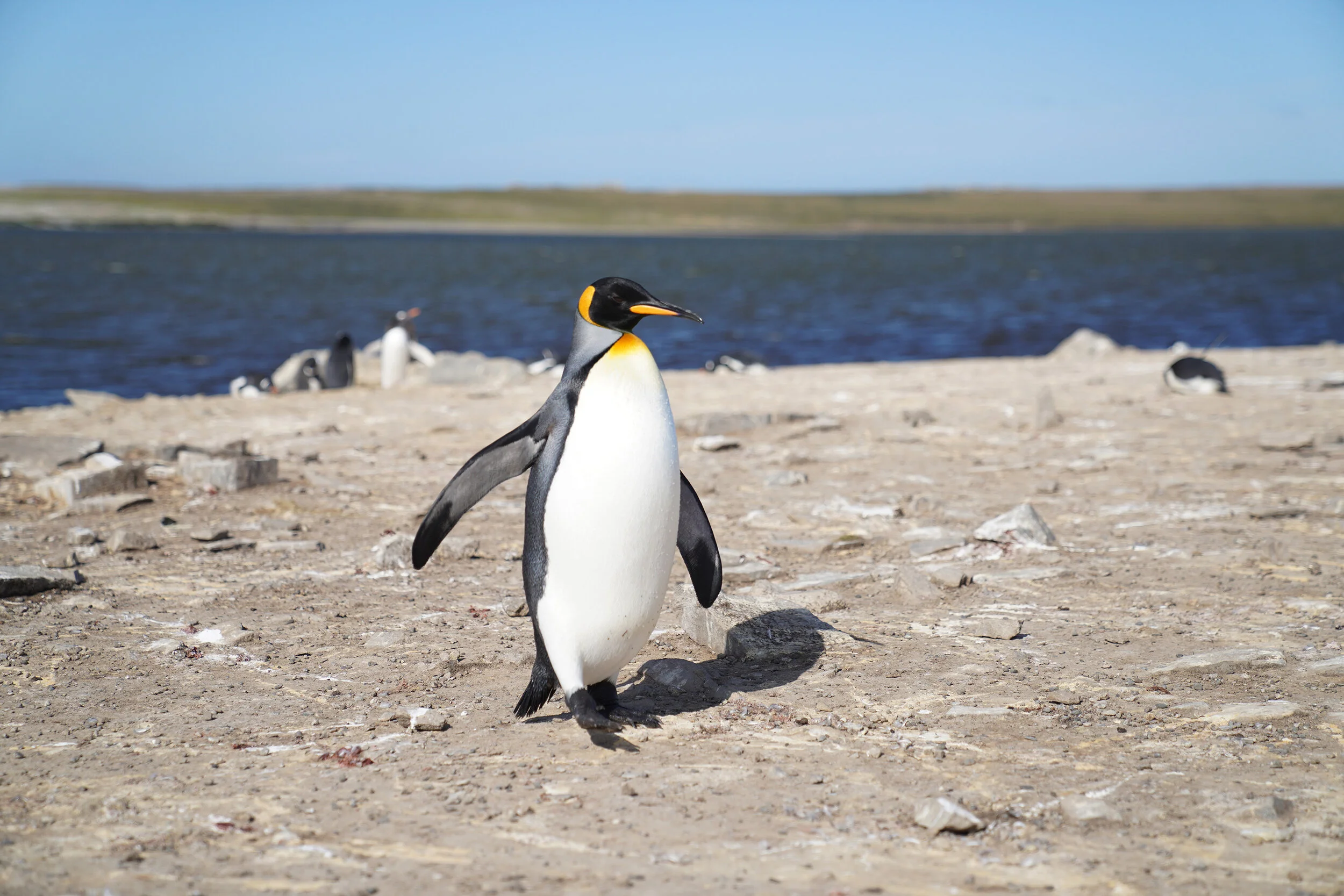 Falklands108.jpg