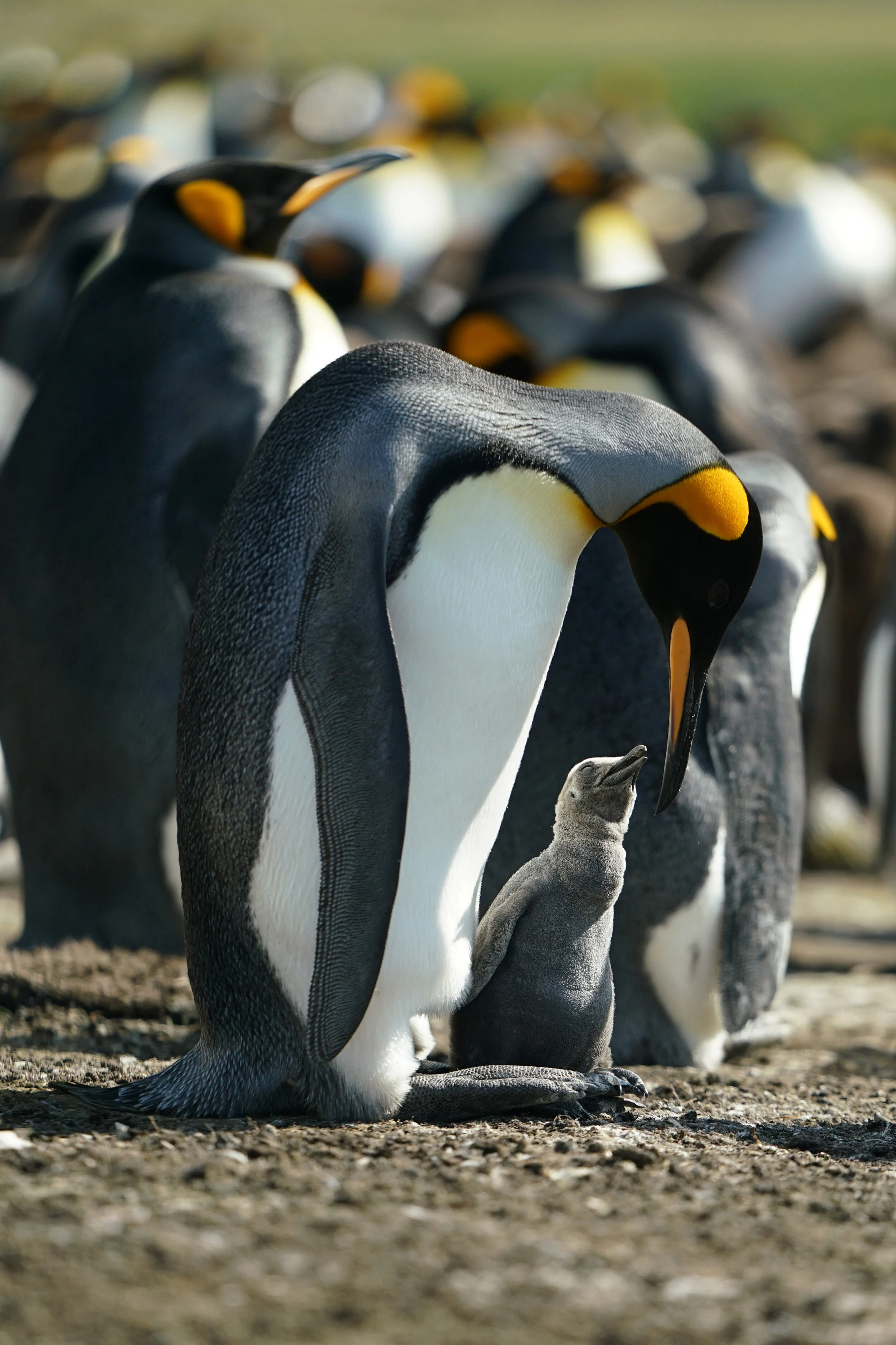 Falklands80.jpg
