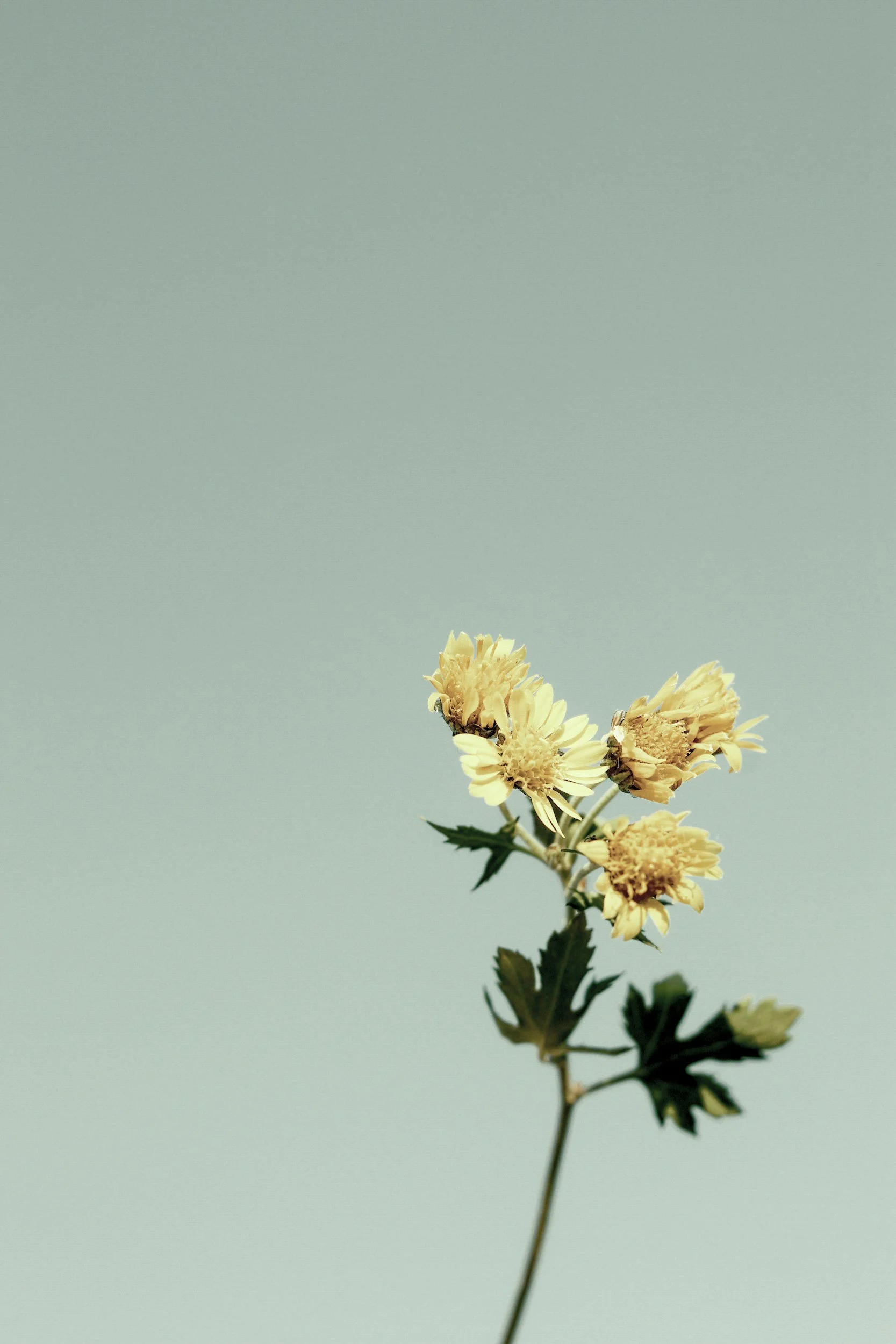 Une fleur jaune clair avec des pétales fines et une tige longue contre un fond bleu pâle.