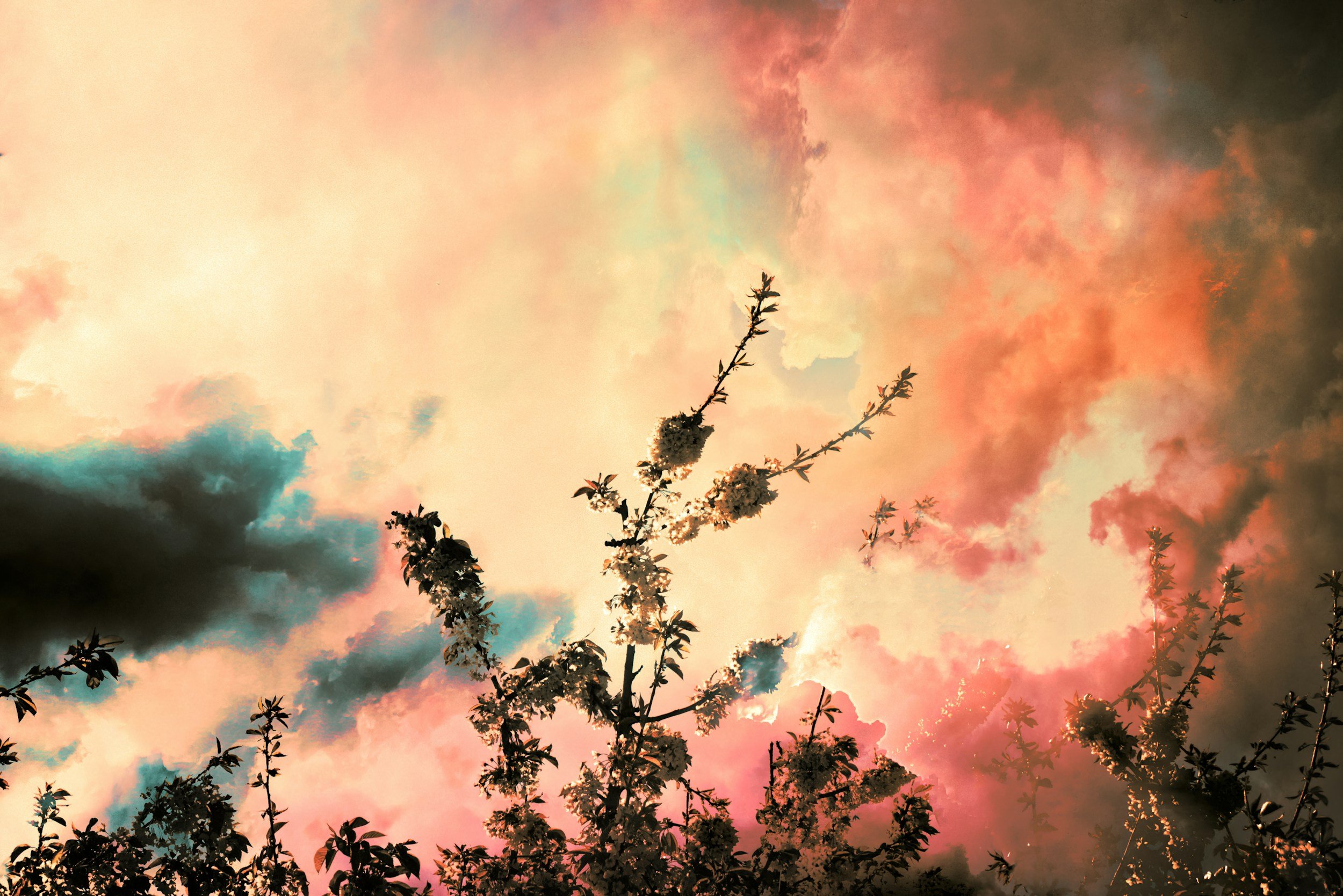 Ciel coloré avec des nuages roses, oranges et bleus, et des branches d'arbres fleurs en silhouett