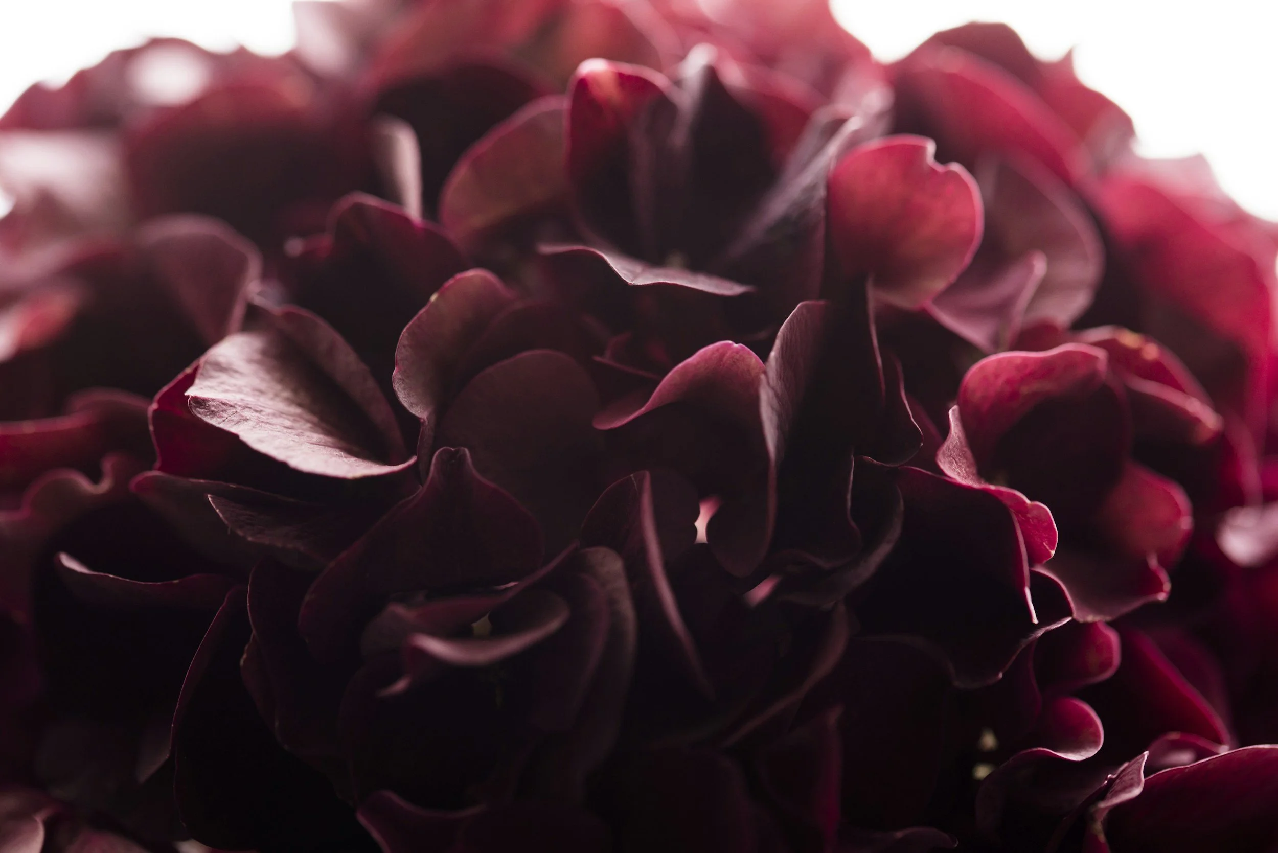 Une image floue d'une fleur ou d'une plante avec des pétales de couleur rouge ou bordeaux.