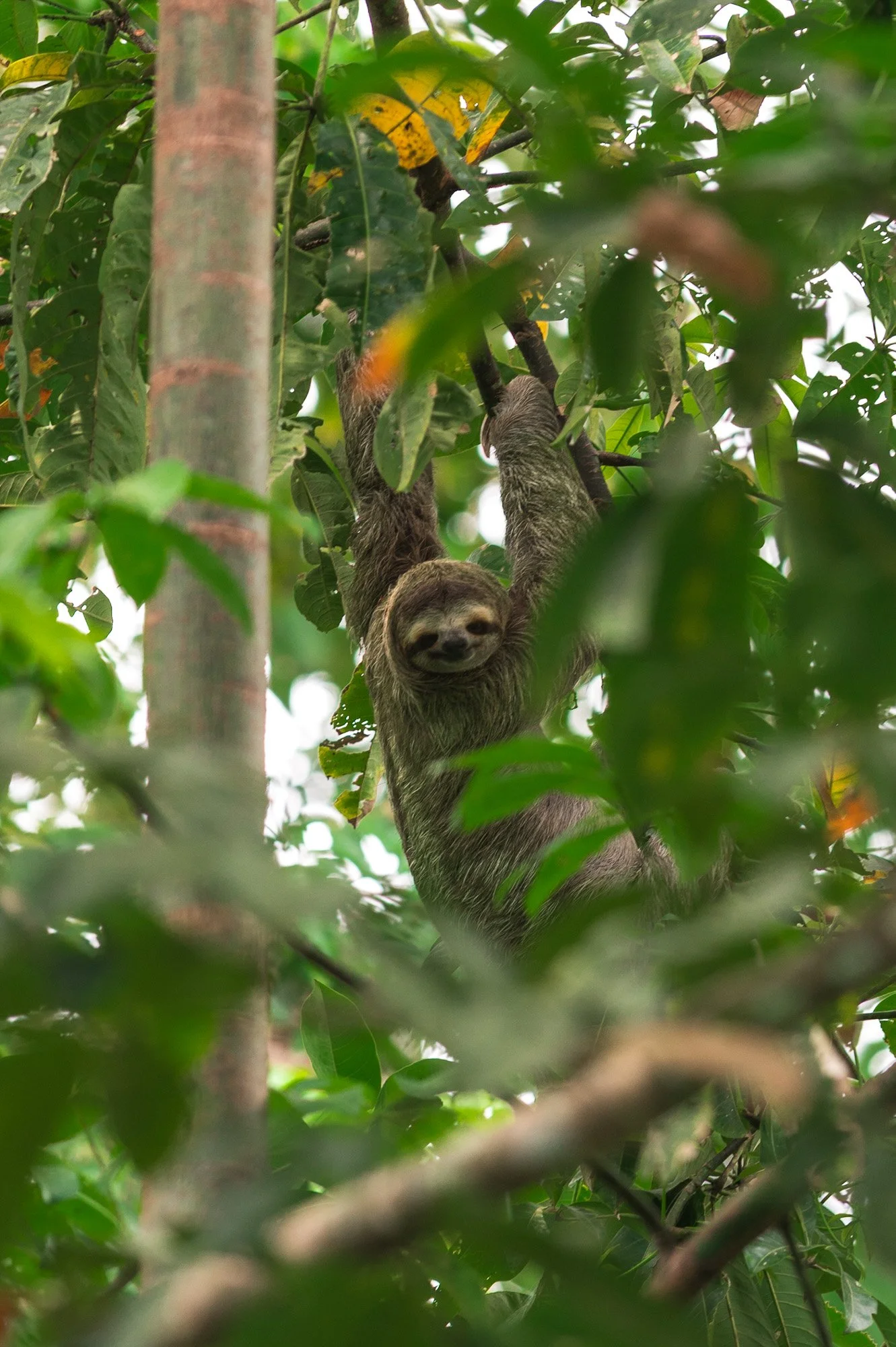 A sloth hanging from a tree branch among green leaves in a lush forest.