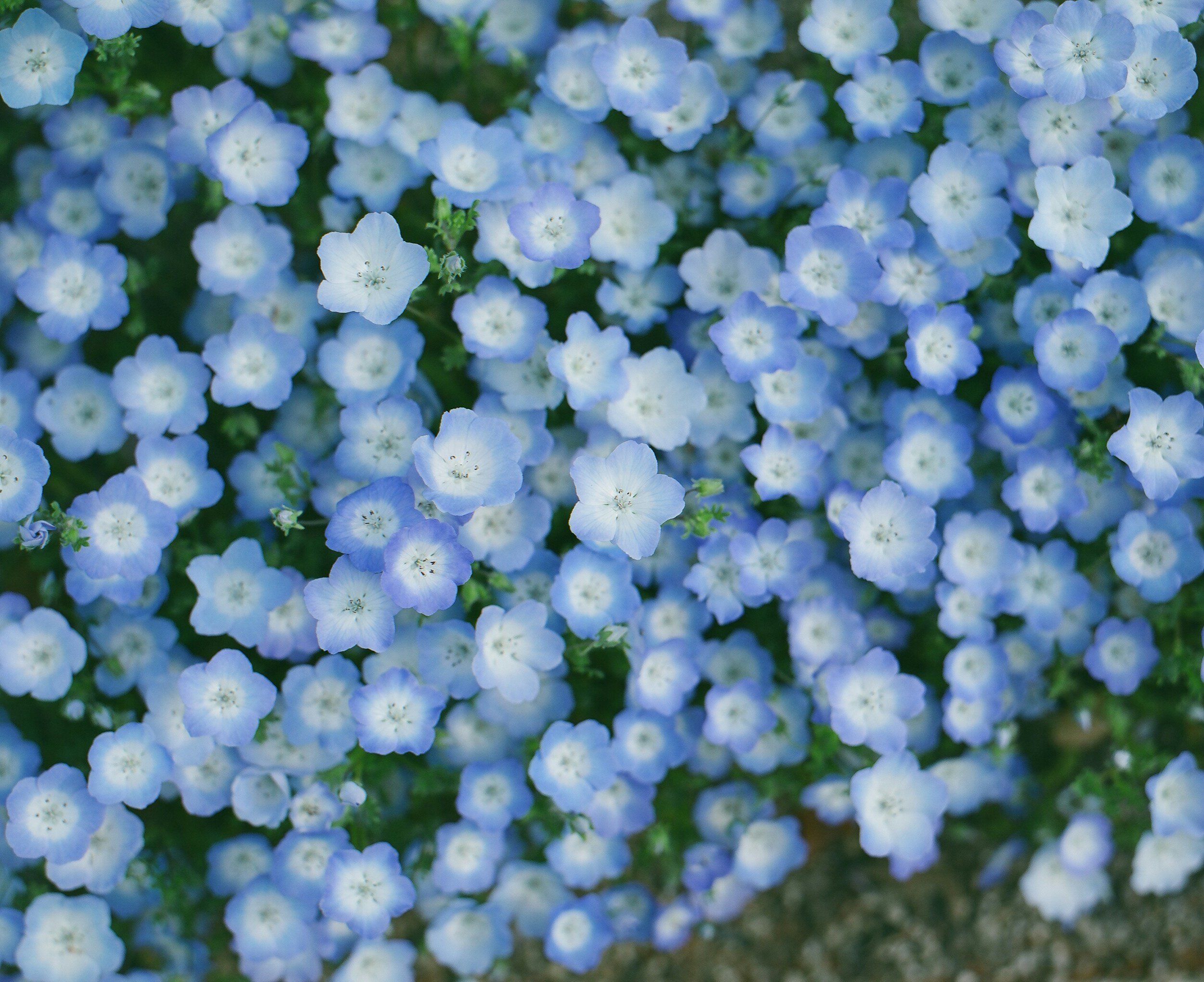 Close-up of numerous small, light blue and white flowers, densely packed together on a plant.