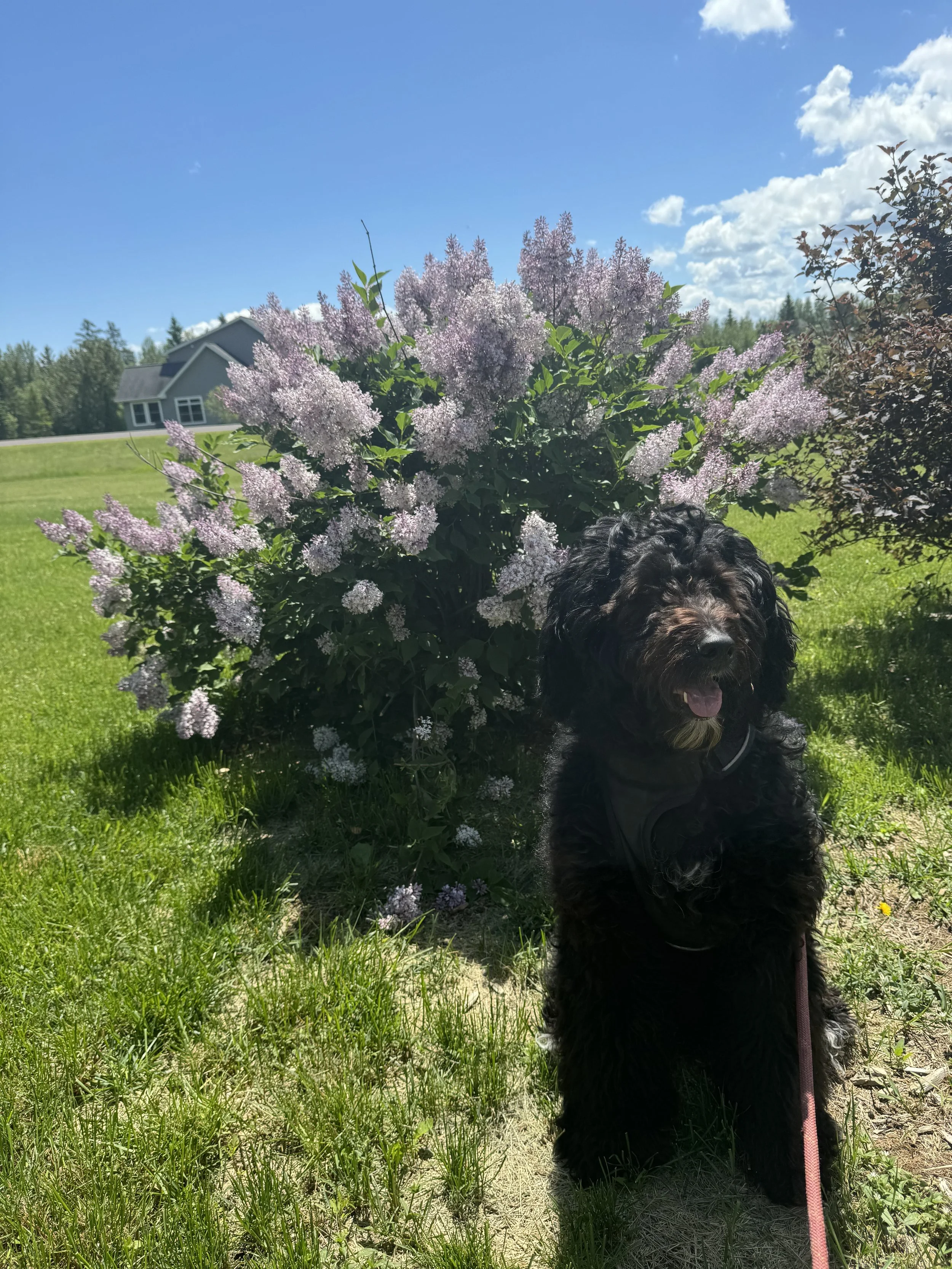 Black curly-haired dog sitting on grass in front of a purple flowering bush on a sunny day.