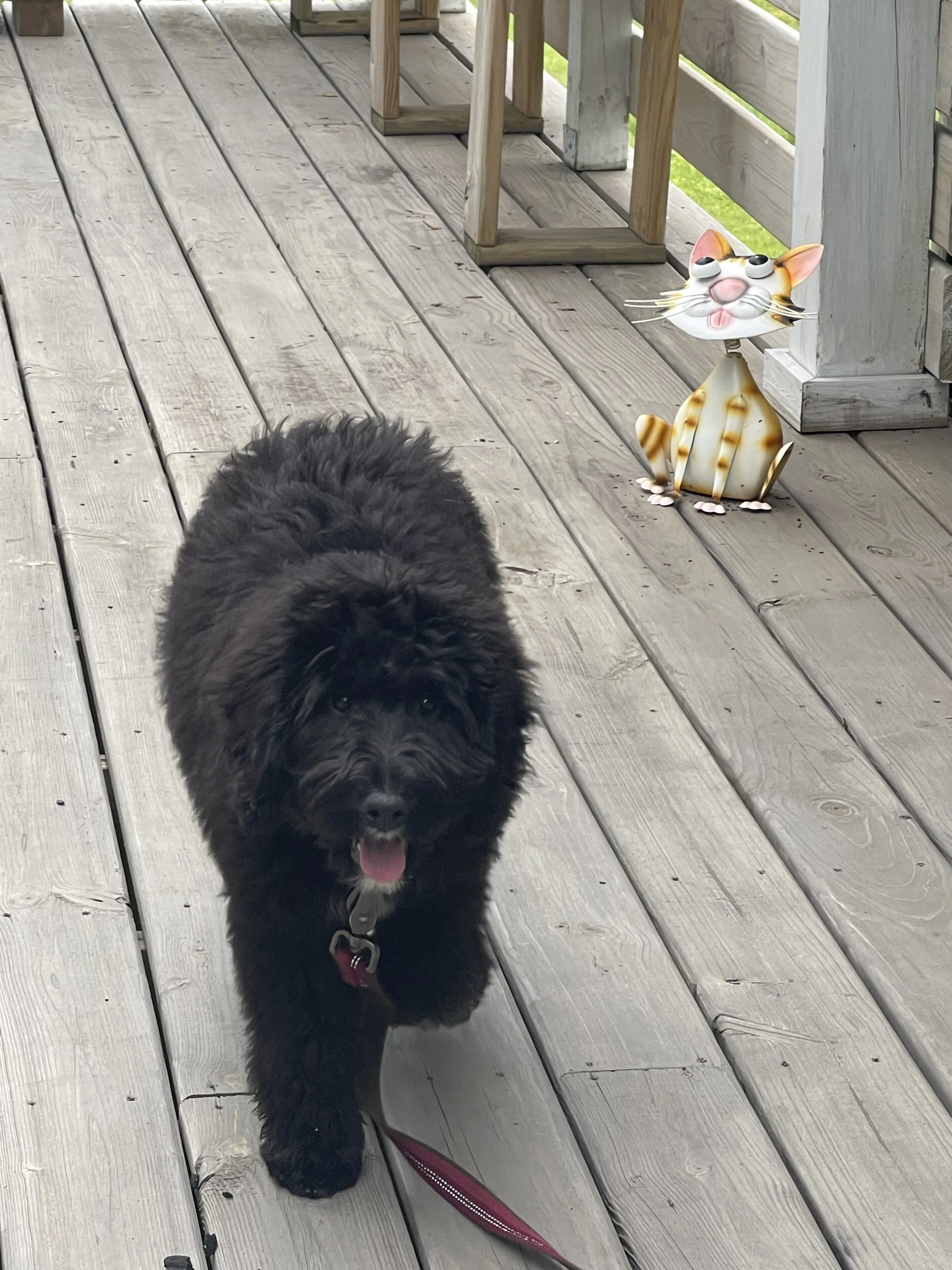 A black fluffy puppy walking on a wooden deck towards the camera, with a whimsical cartoon cat garden figurine sitting near the corner of the deck.