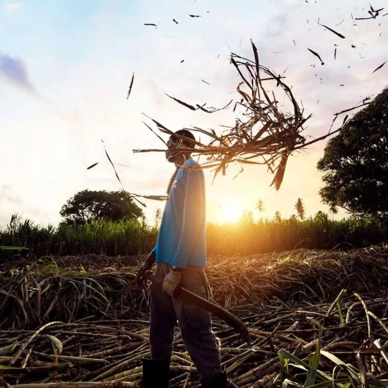 A person working in a field during sunset, throwing dry plant debris into the air.