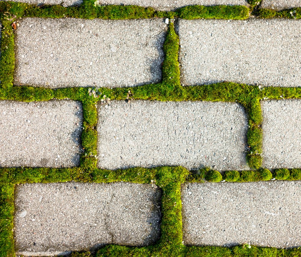 Close-up of a brick walkway with moss growing between the bricks.