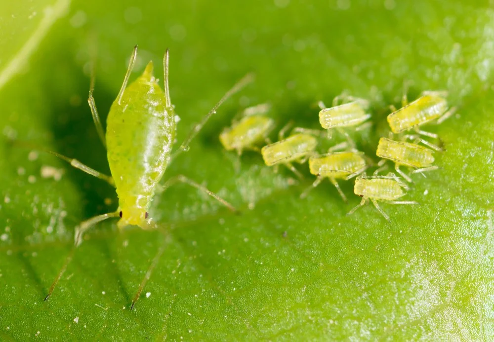 Close-up of a green aphid with tiny yellow aphids on a green leaf.
