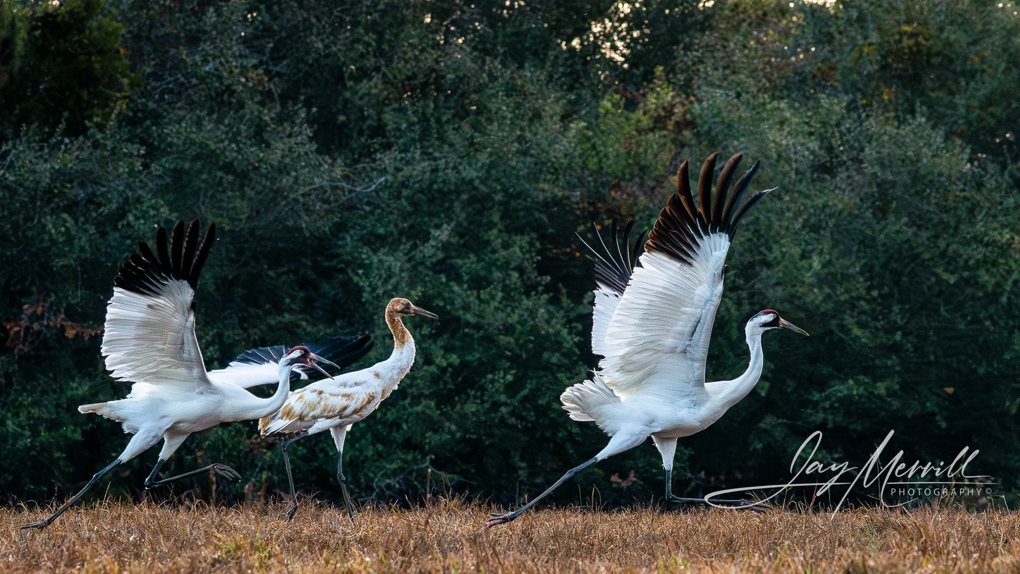 321 Family Takeoff