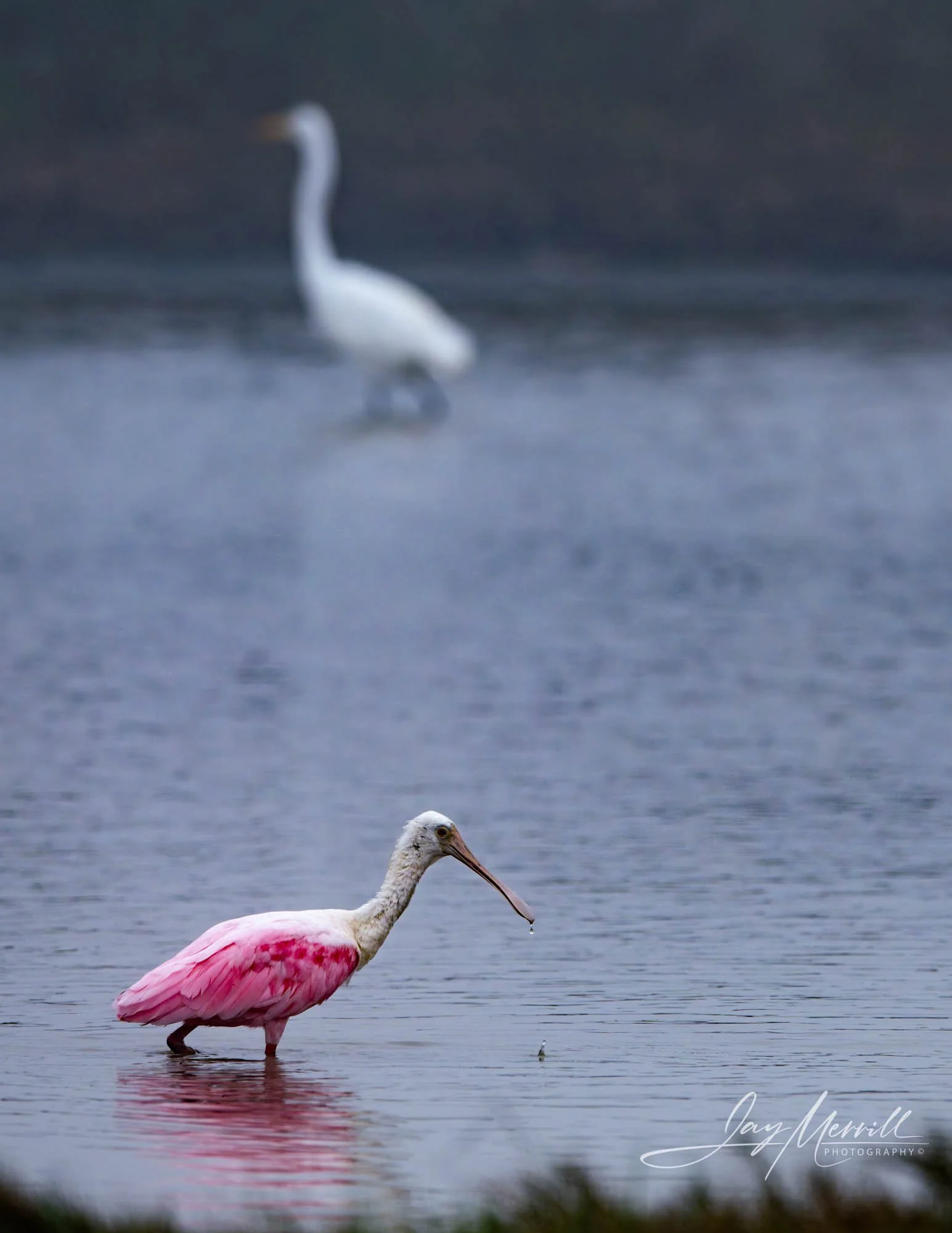 55 Roseatte Spoonbill Wading