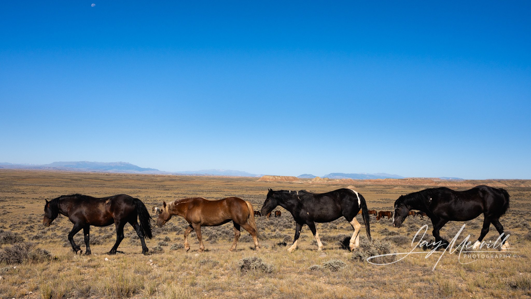 465 Wild Horse Parade