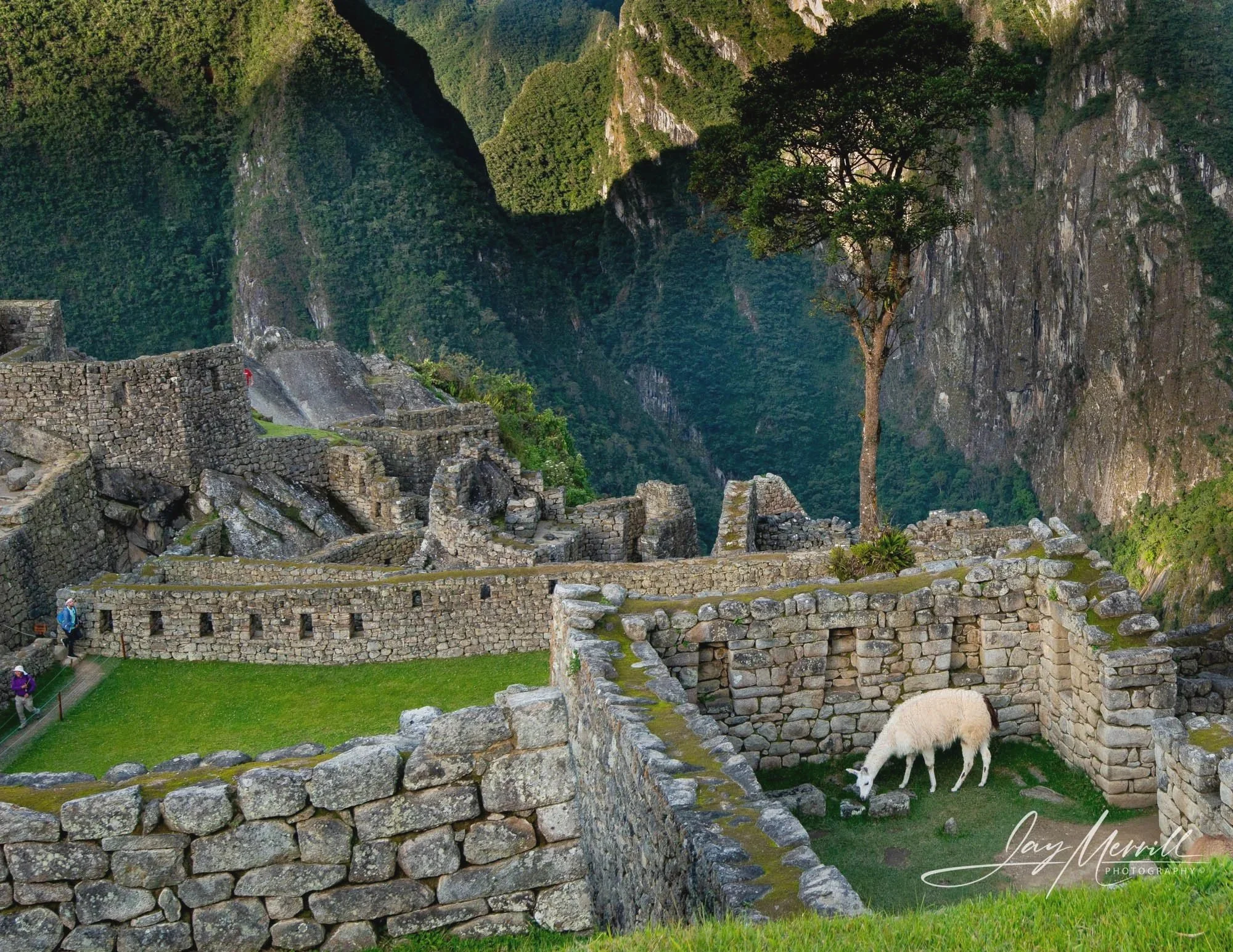501 Machu Picchu Llama