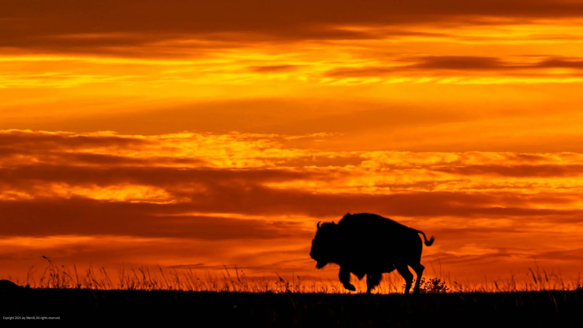 635 Bison Sunset