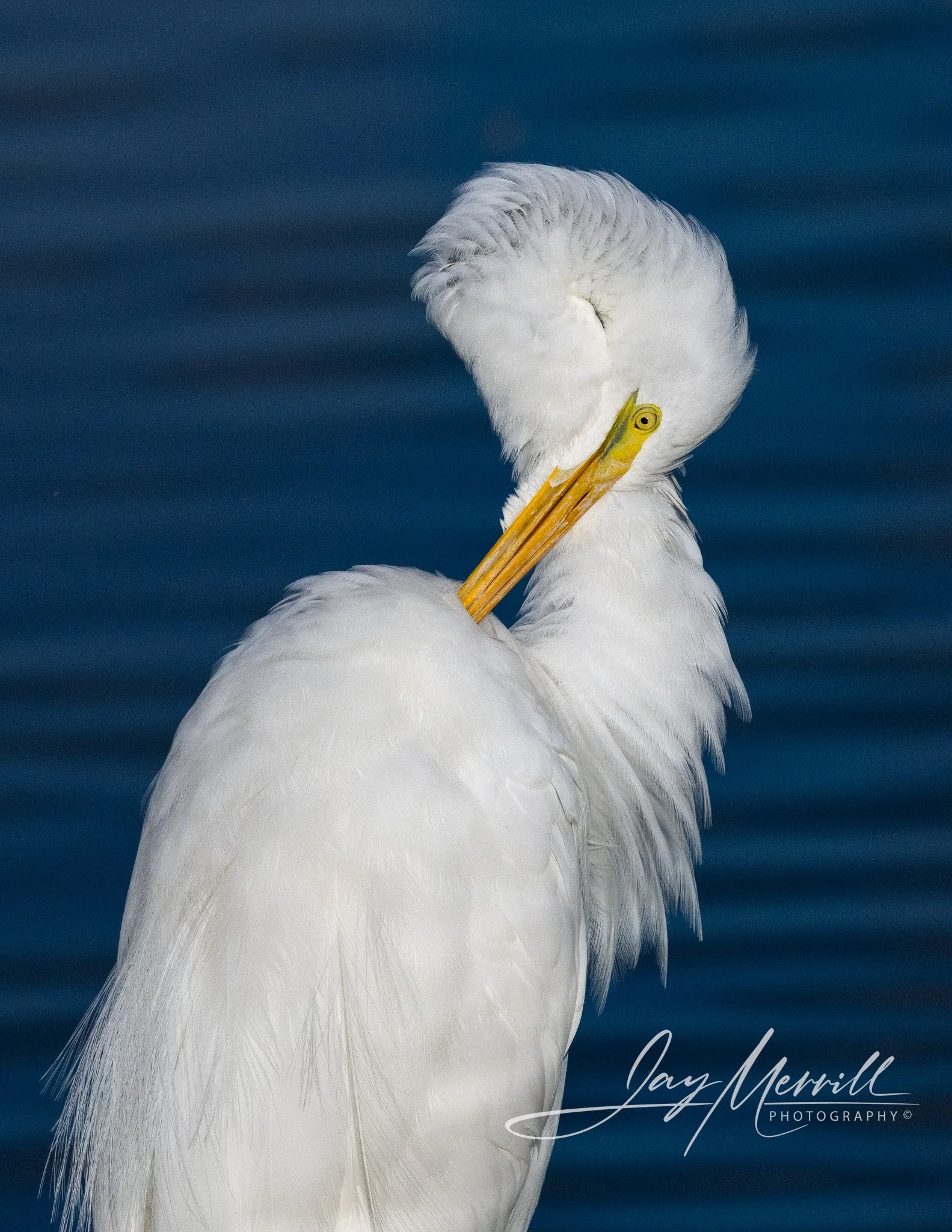 49 Great Egret