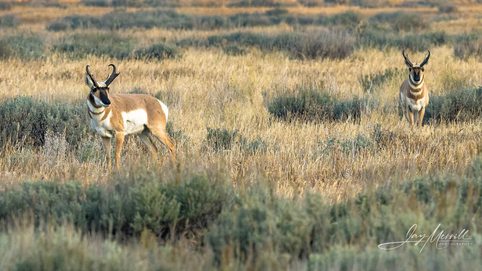 621 Teton Pronghorns