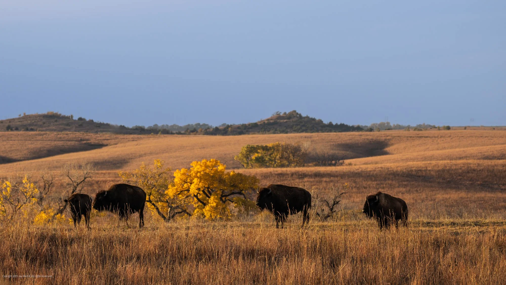 633 Bison on Kansas Prairie