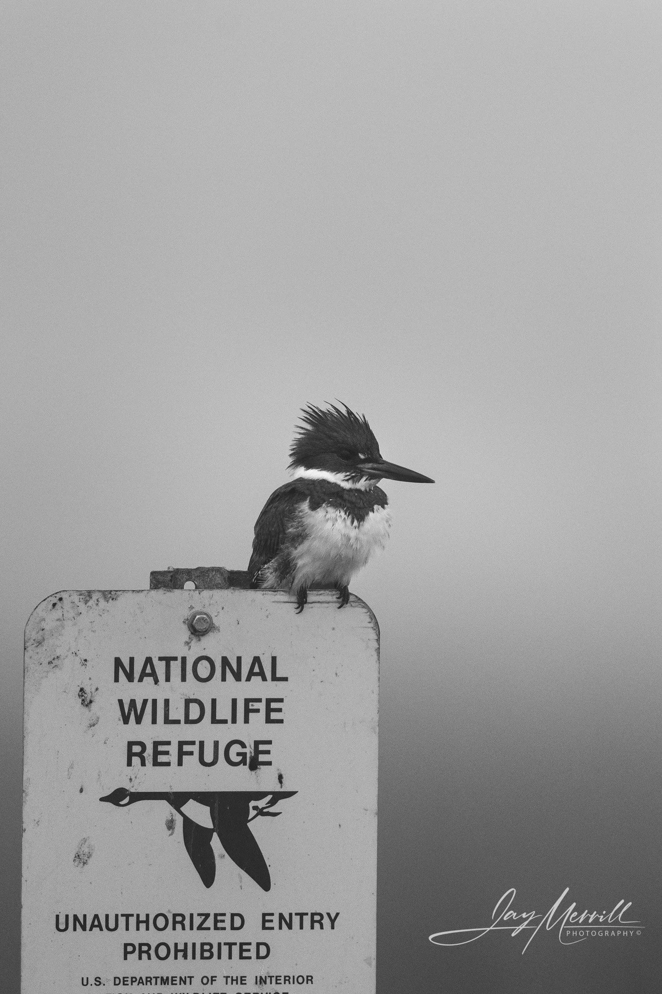 57 Belted Kingfisher NWR