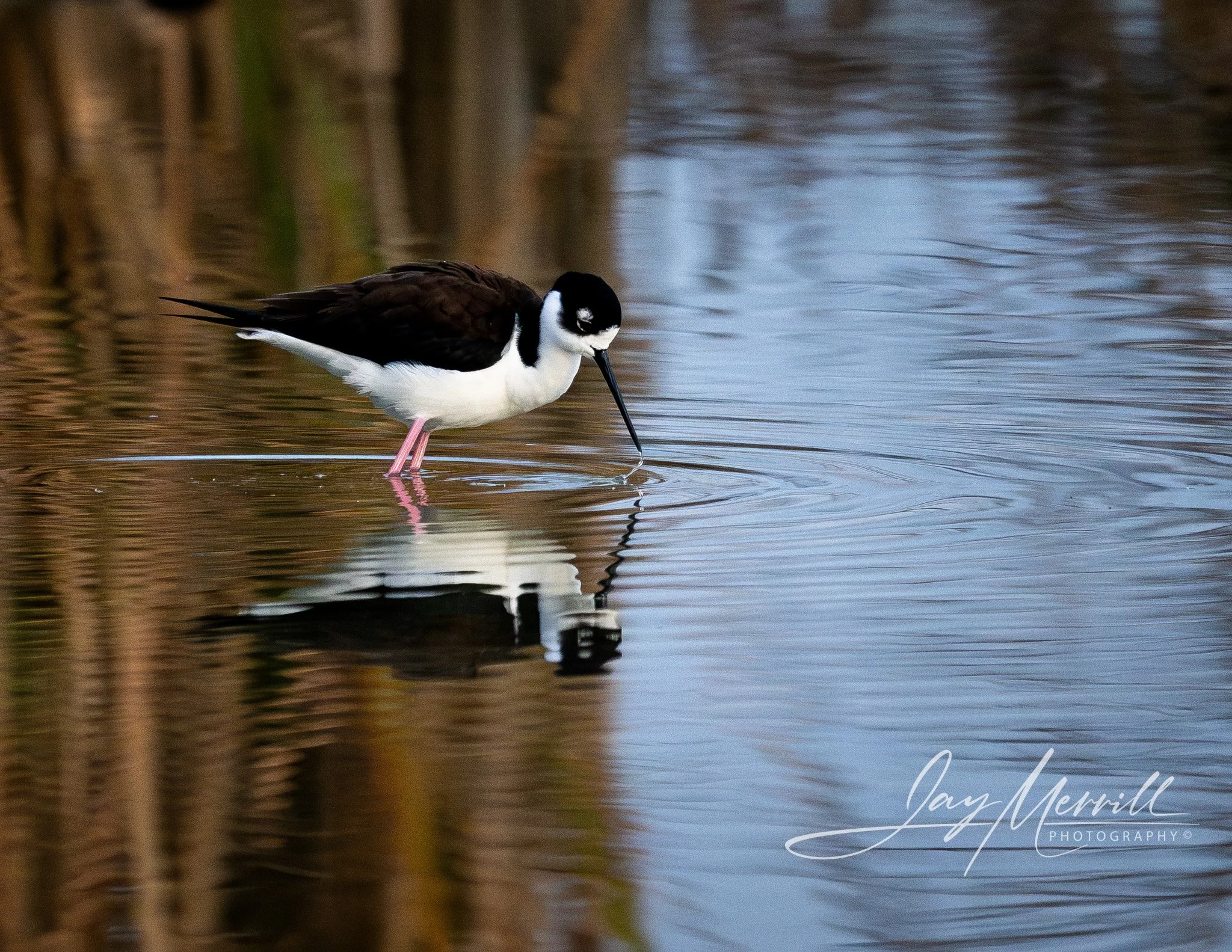 54 Black-neck Stilt Wading