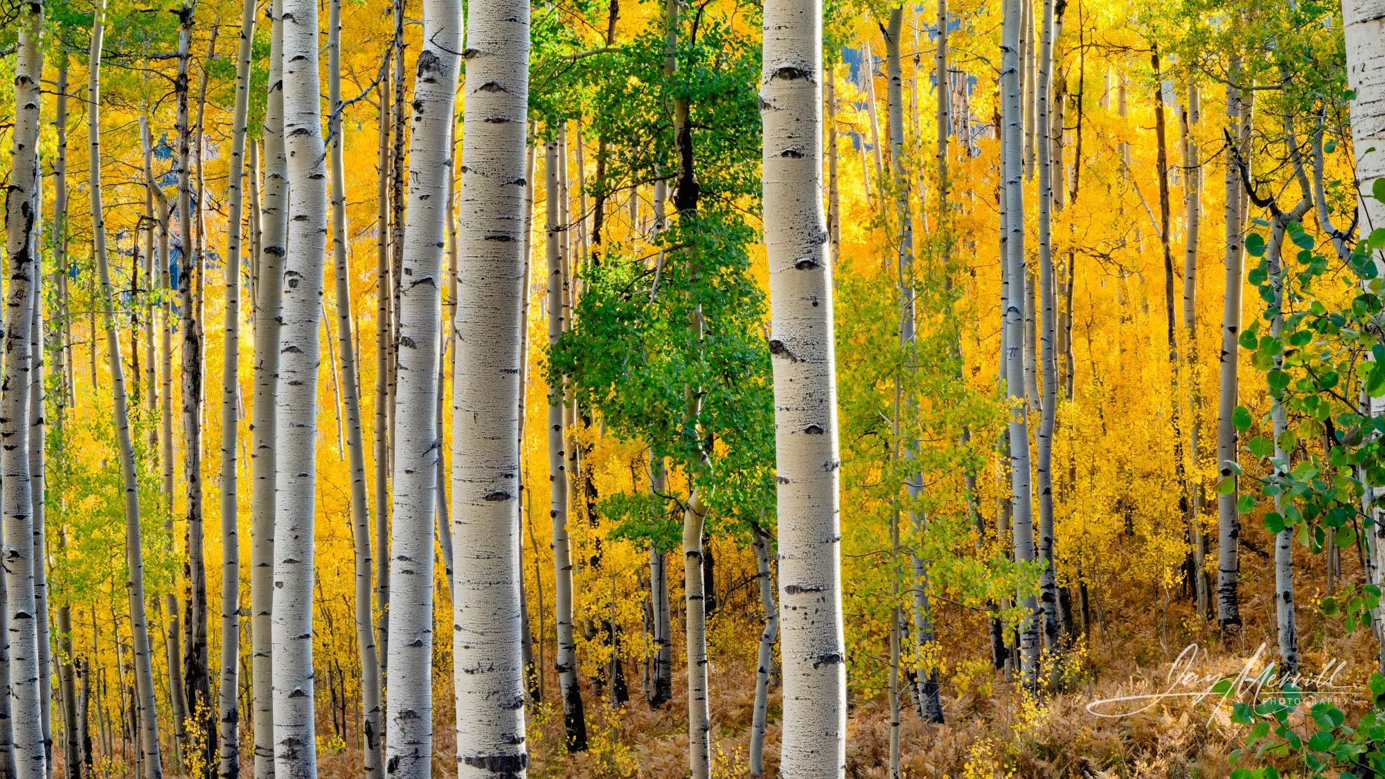 417 Sunlight Through Aspens