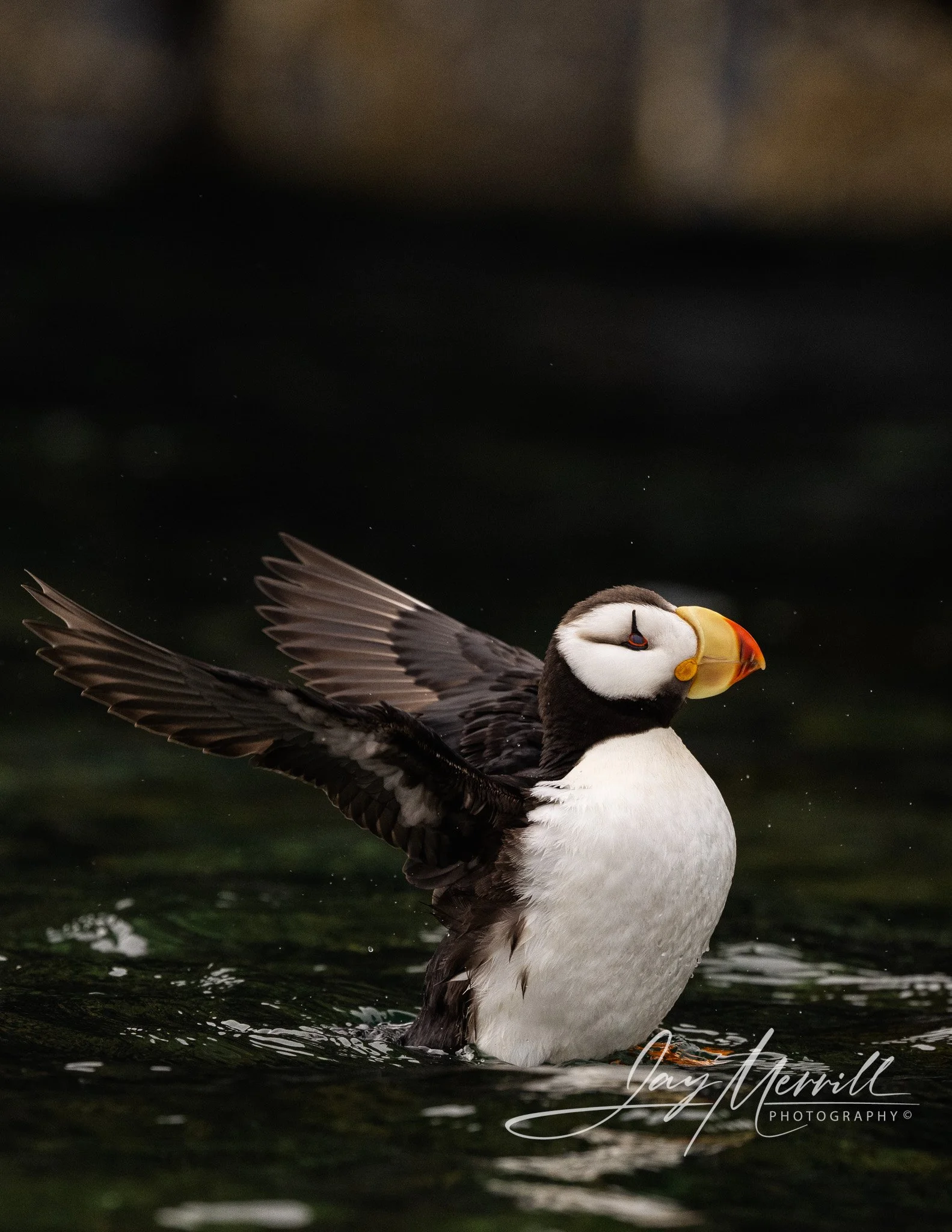 253 Horned Puffin