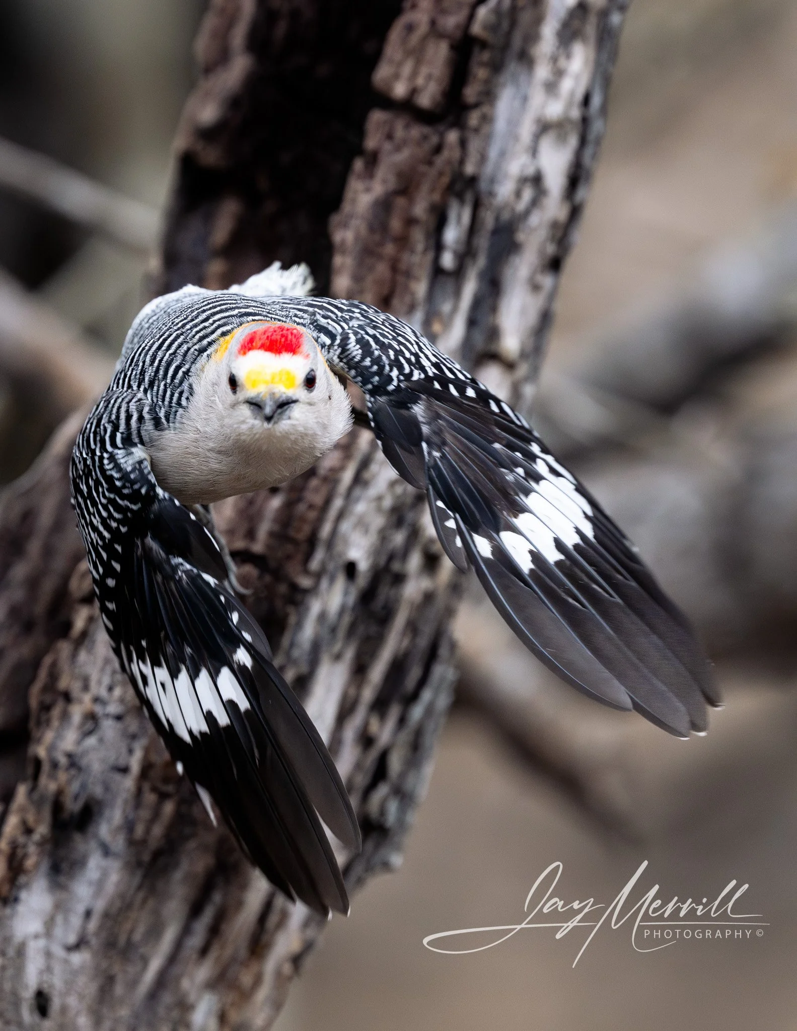 67 Golden-fronted Woodpecker