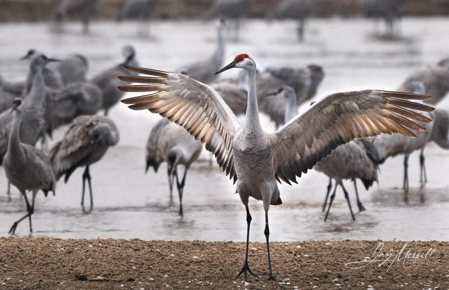 sandhill-crane-dancing-wing-spread-platte-nebraska.jpg