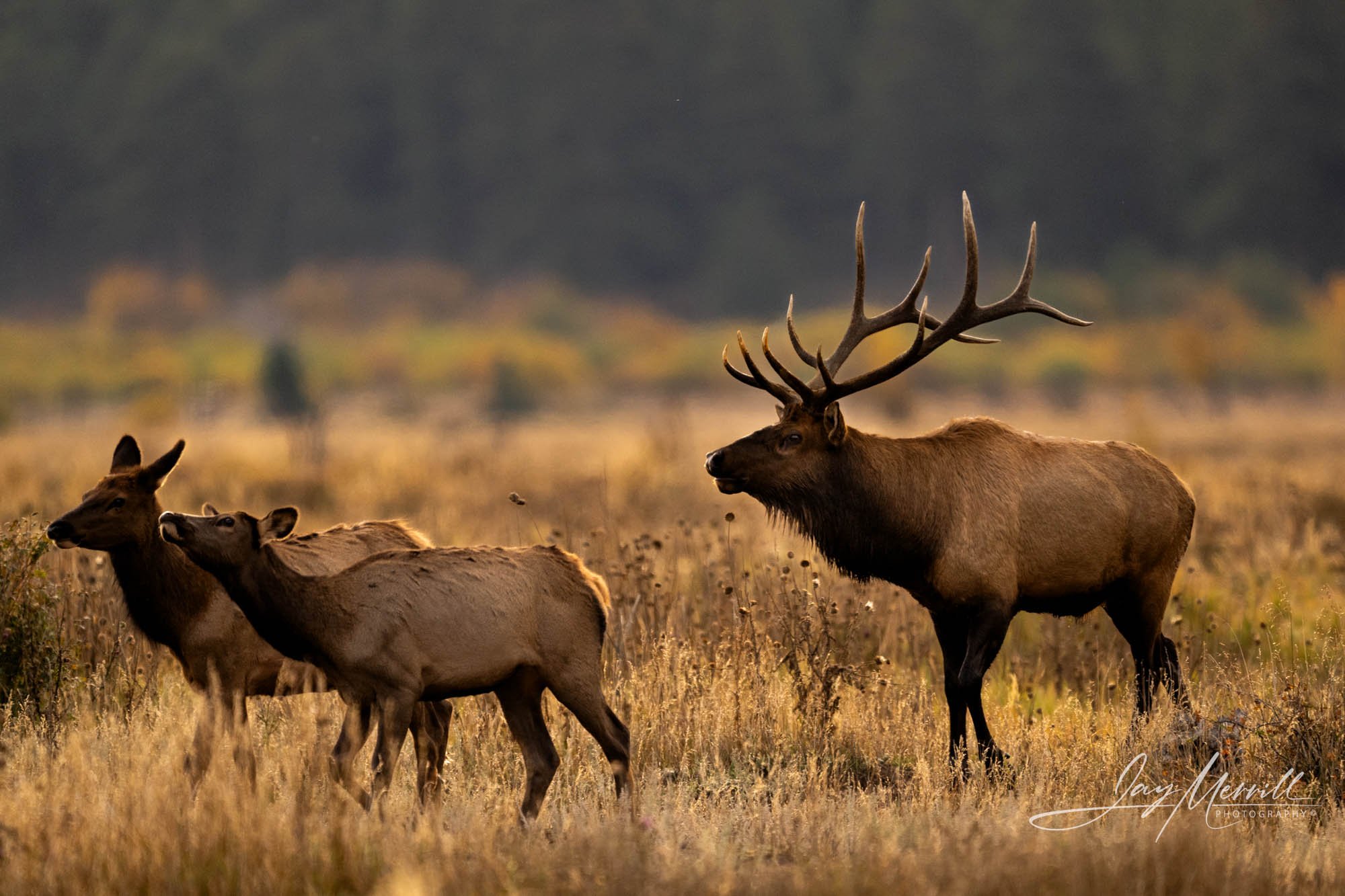 603 Mountain Meadow Elk