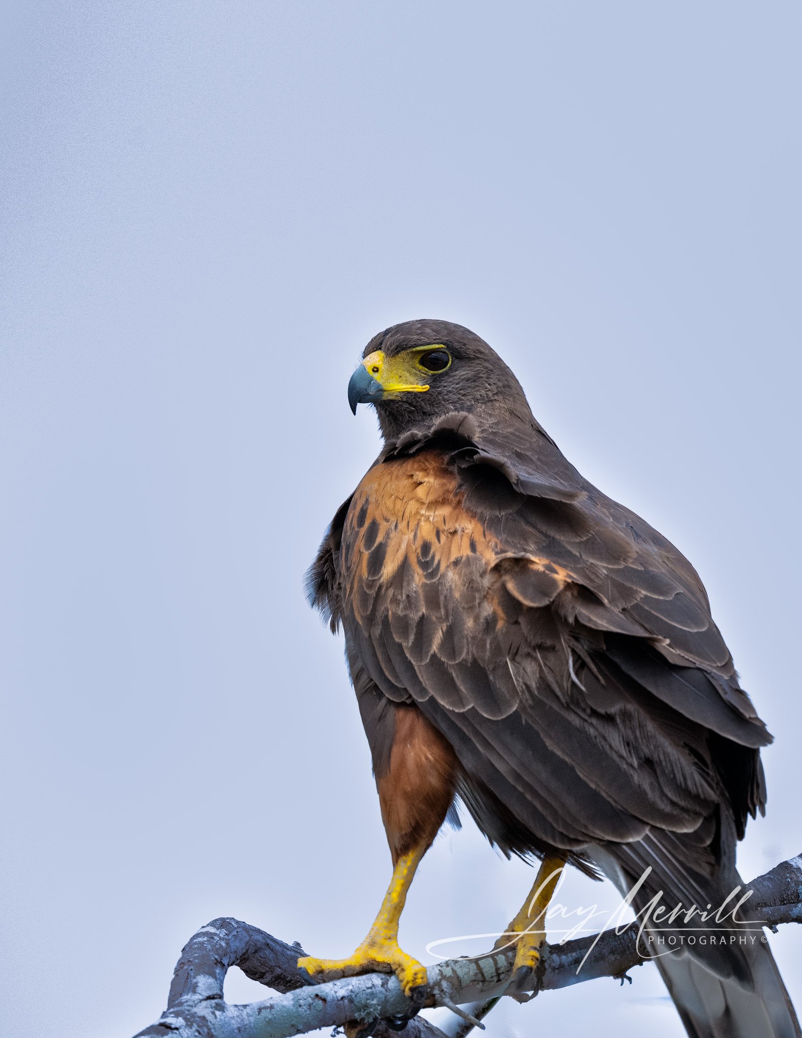 69 Harris's Hawk