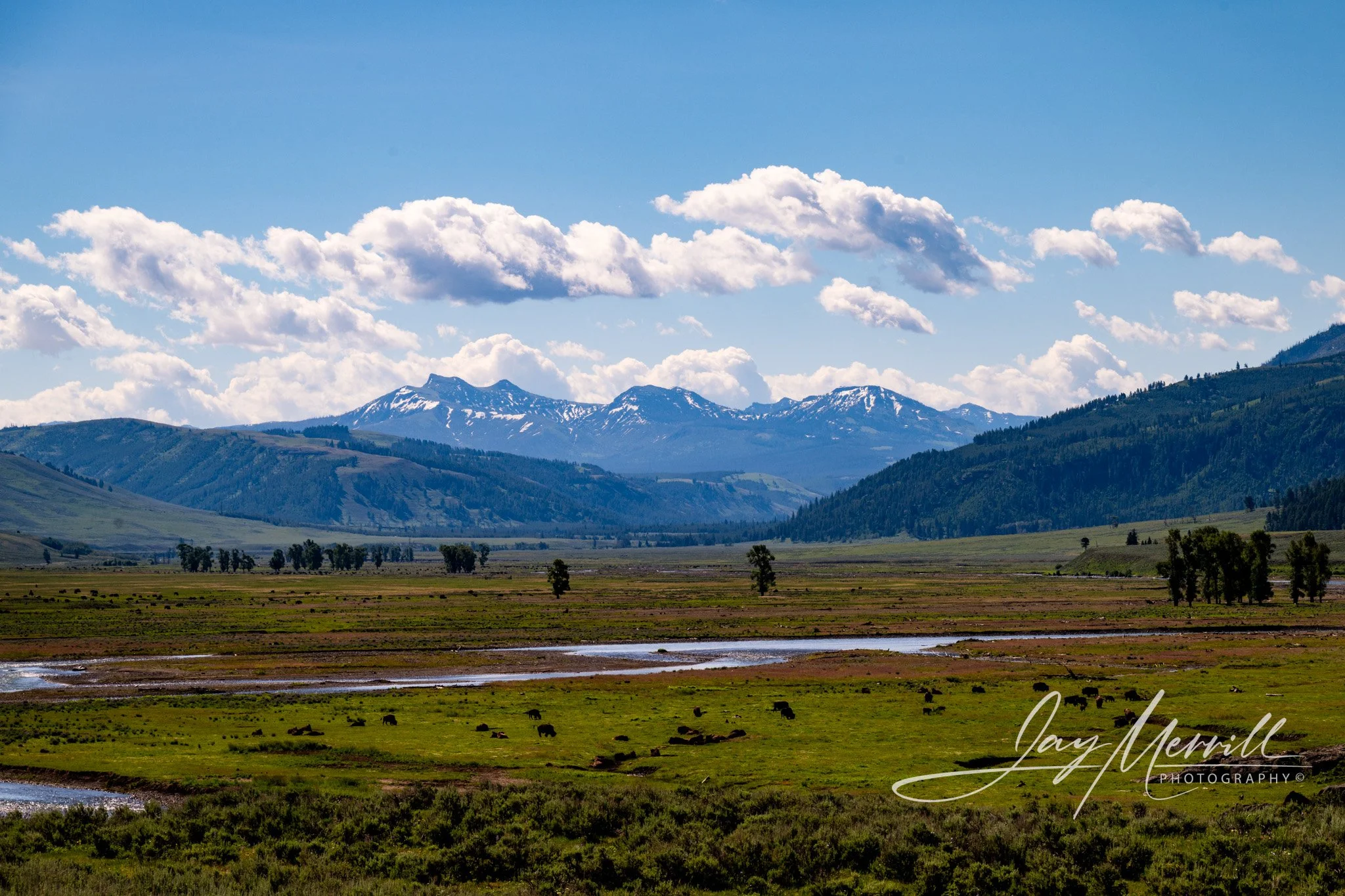 463 Bison in the Valley