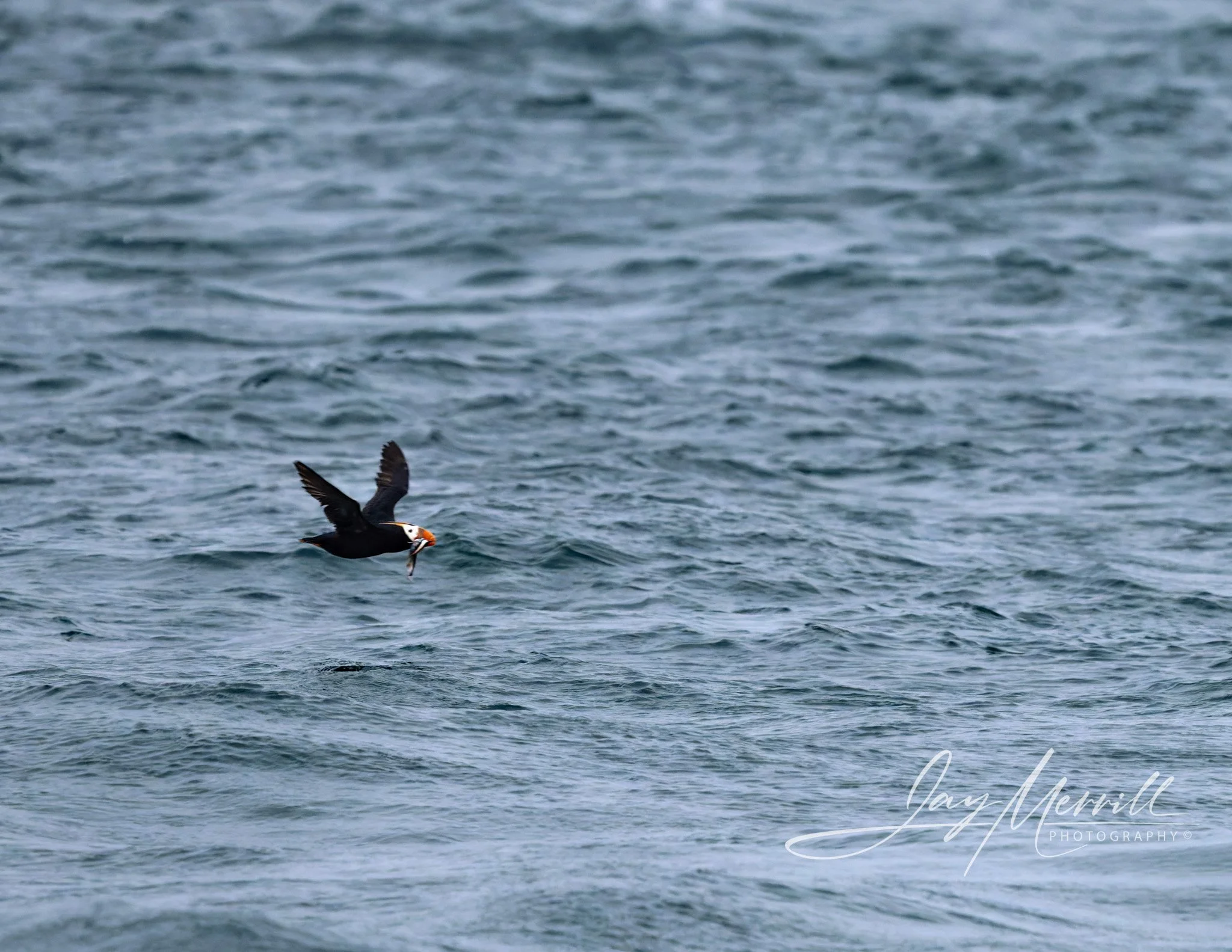 65 Tufted Puffin with Breakfast