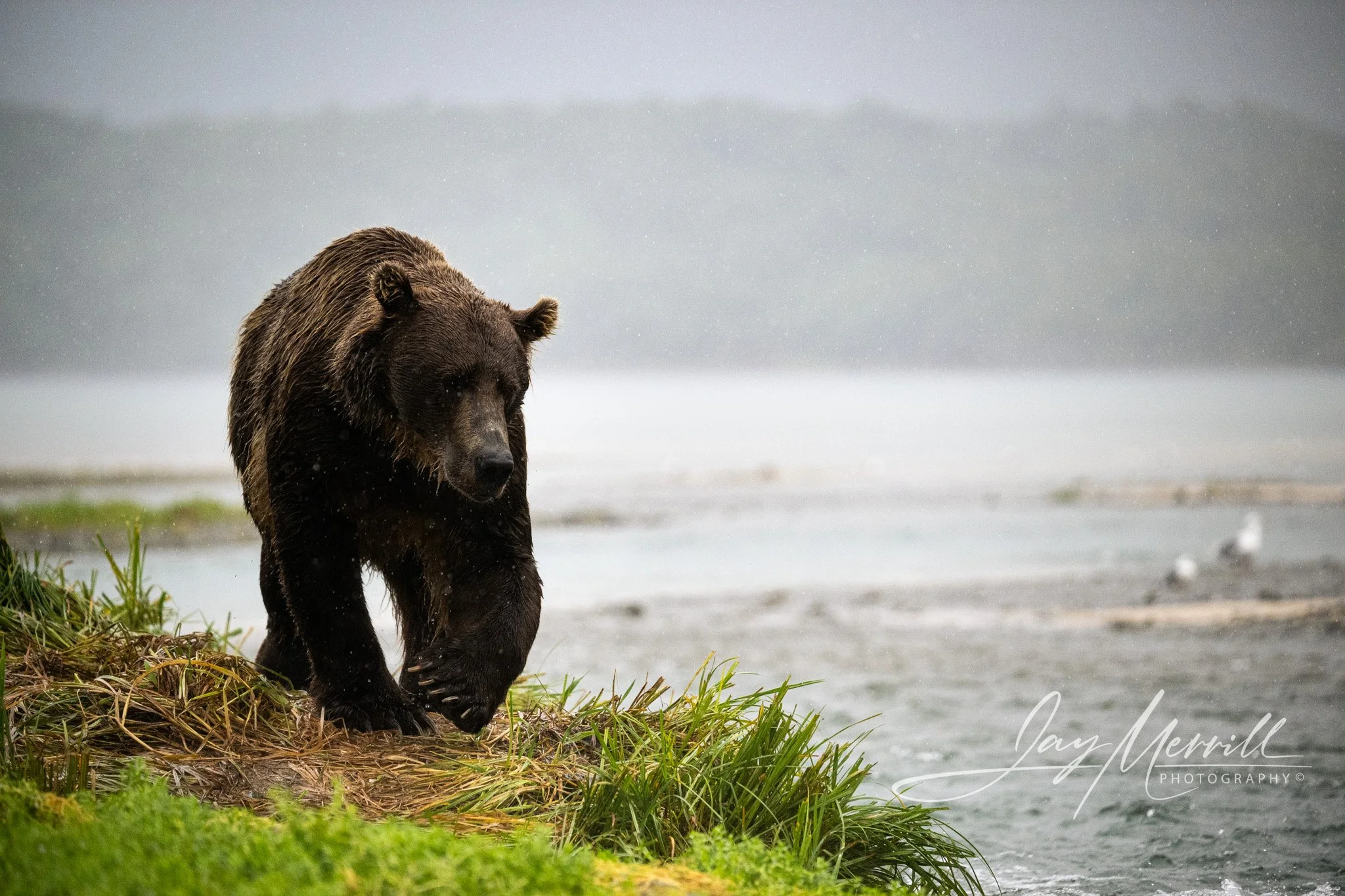 679 Bear Patrol