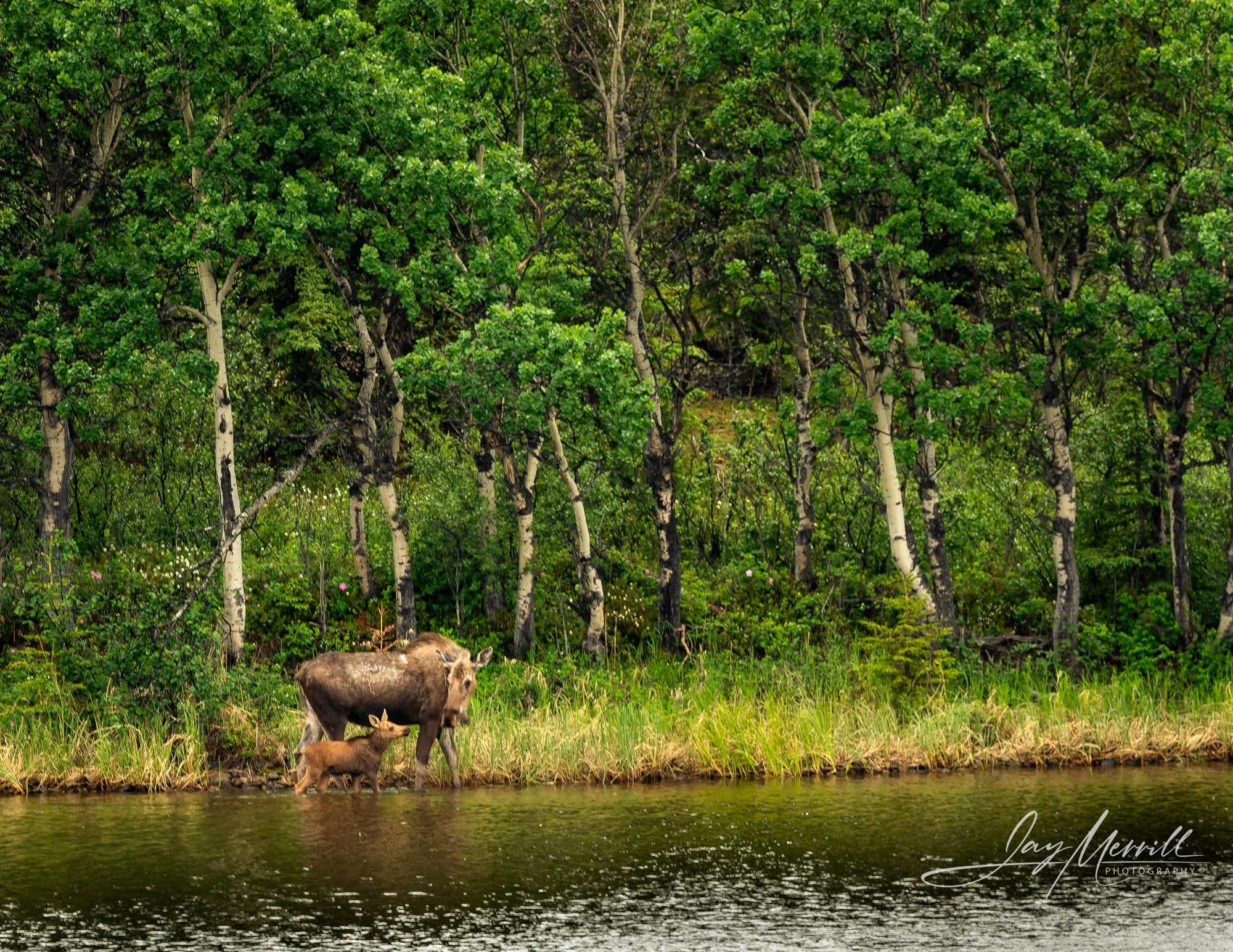 641 Alaska Moose with Calf