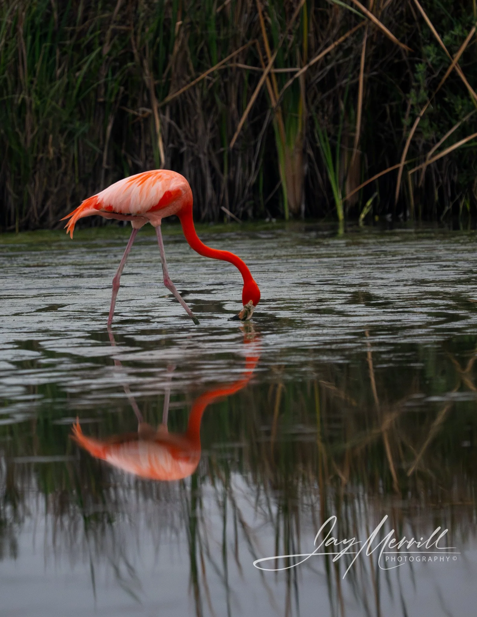 64 Pink Flamingo