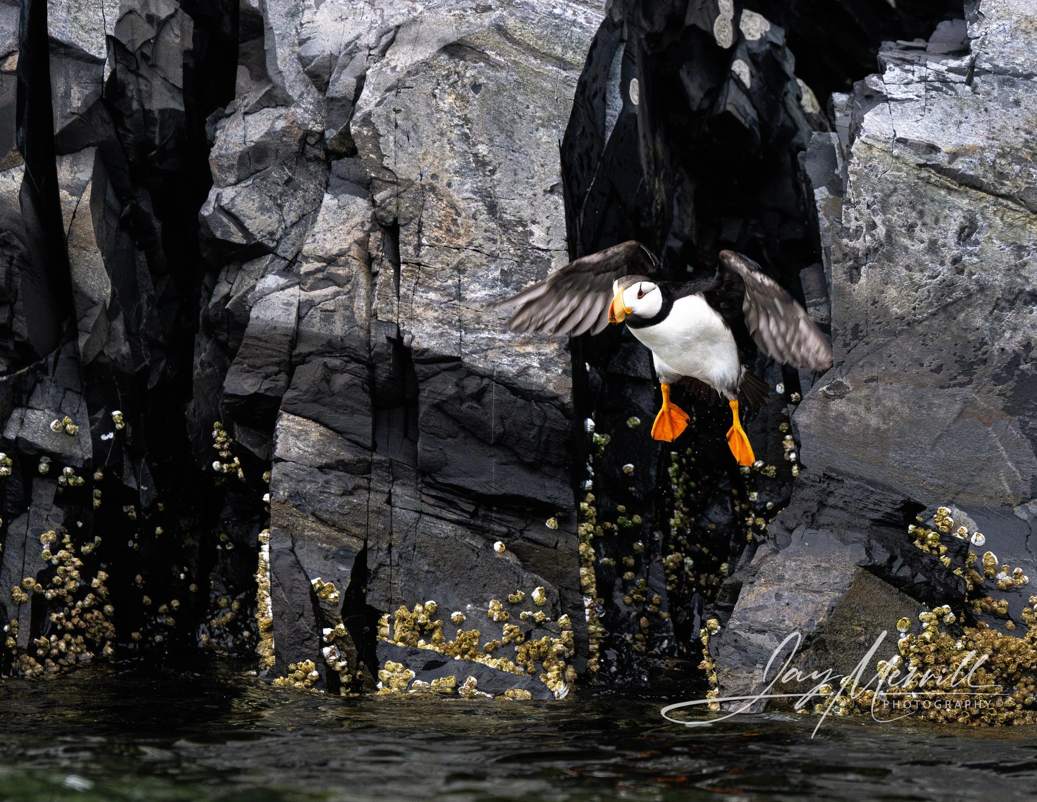 63 Horned Puffin Launch