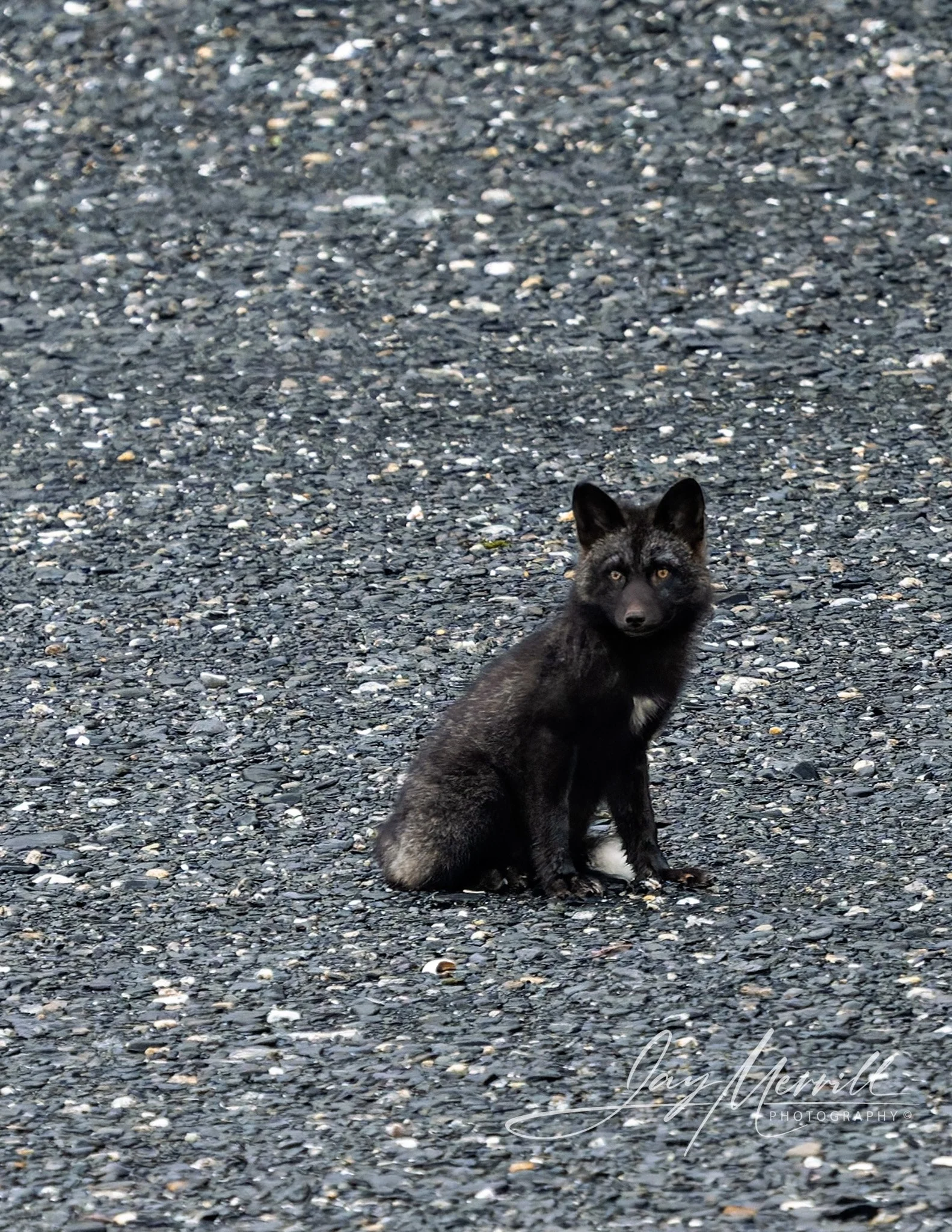 643 Alaskan Black Fox